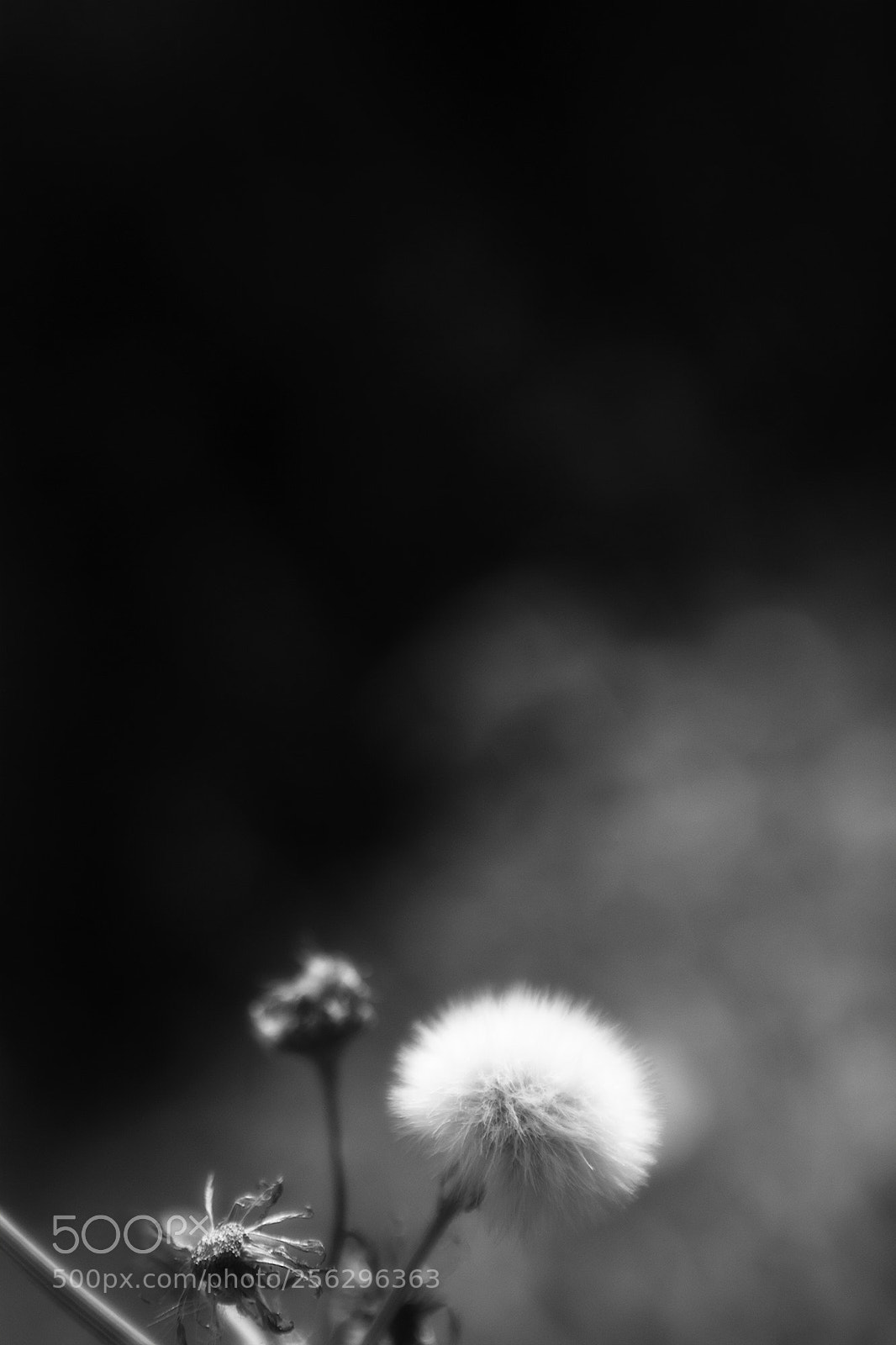 Canon EOS 5D Mark II sample photo. Untitled photography