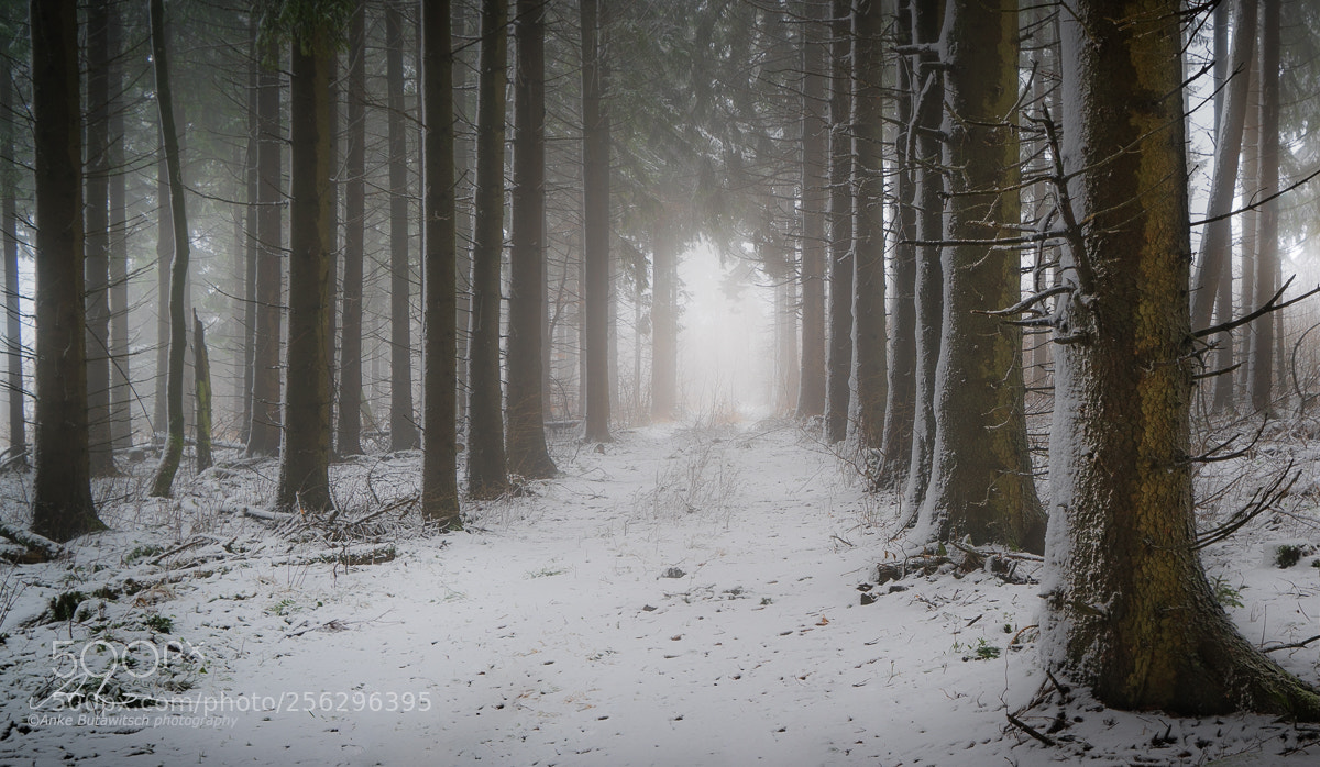 Sony a7R II sample photo. Forest photography