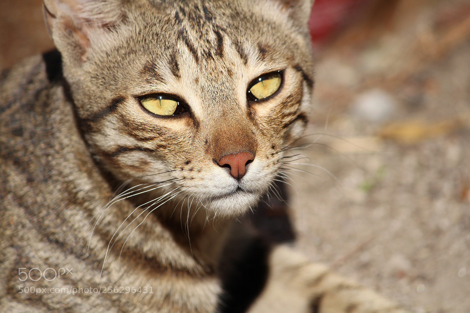 Canon EF-S 55-250mm F4-5.6 IS II sample photo. Wild life photography