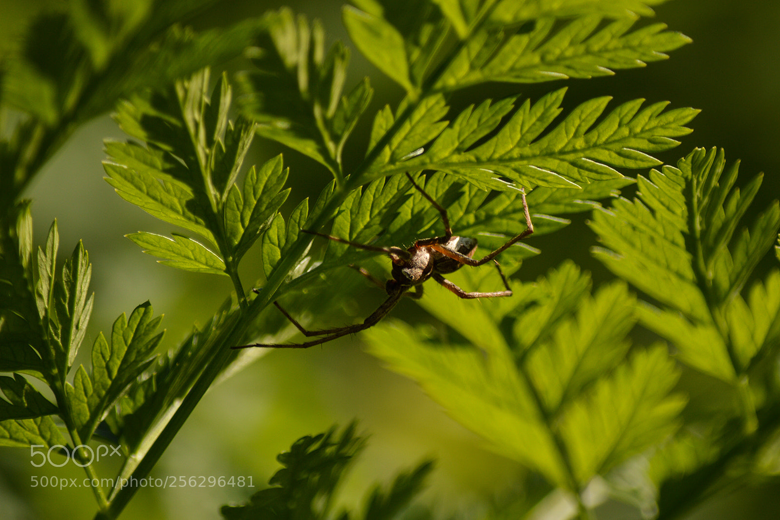 Nikon D3200 sample photo. Spider photography