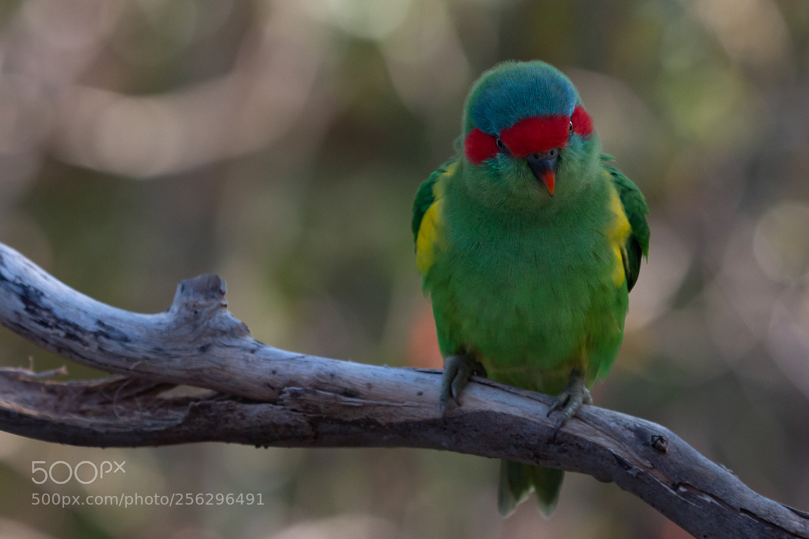 Canon EOS 70D sample photo. Musk lorikeet photography