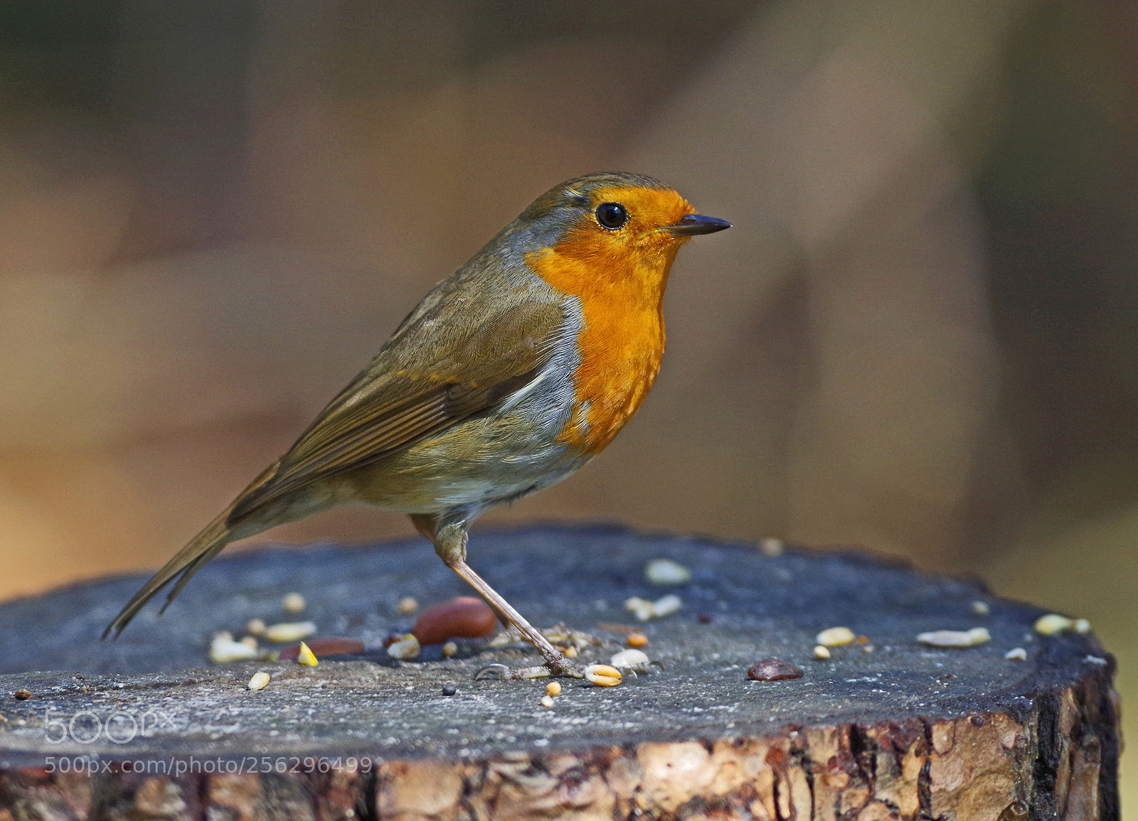 Pentax K-50 sample photo. Robin photography