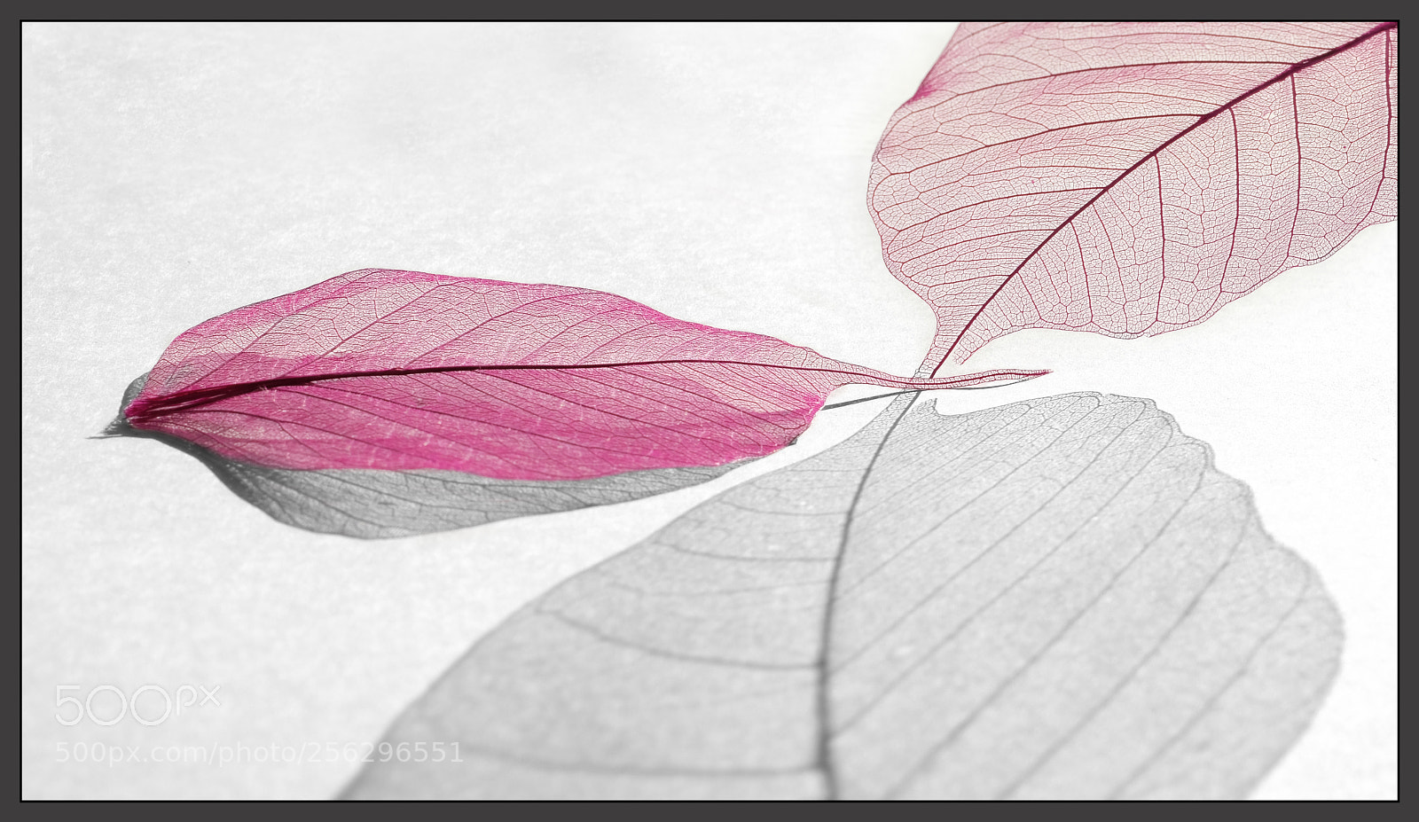 Fujifilm X-T2 sample photo. Filigree leafs in rosé photography