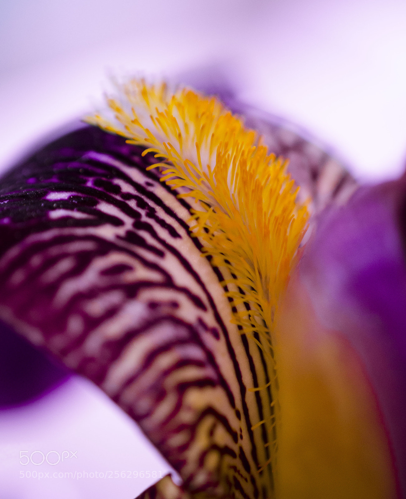 Nikon D5100 sample photo. Iris photography