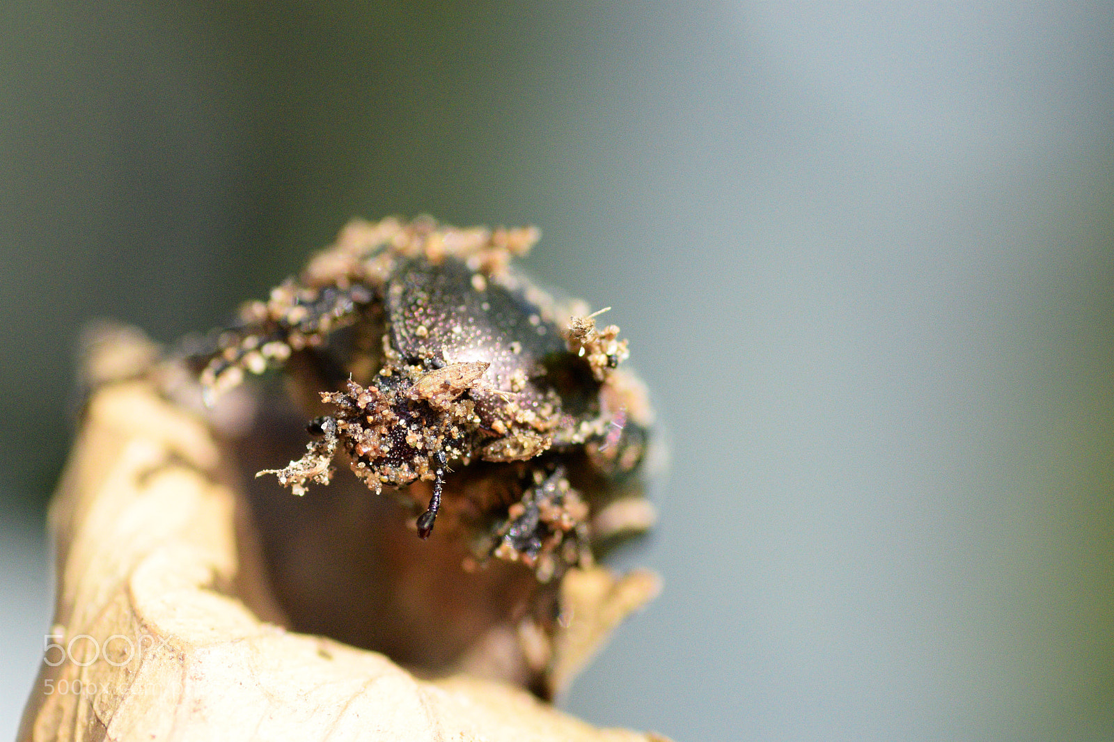 Nikon D3300 sample photo. Struggling2 photography