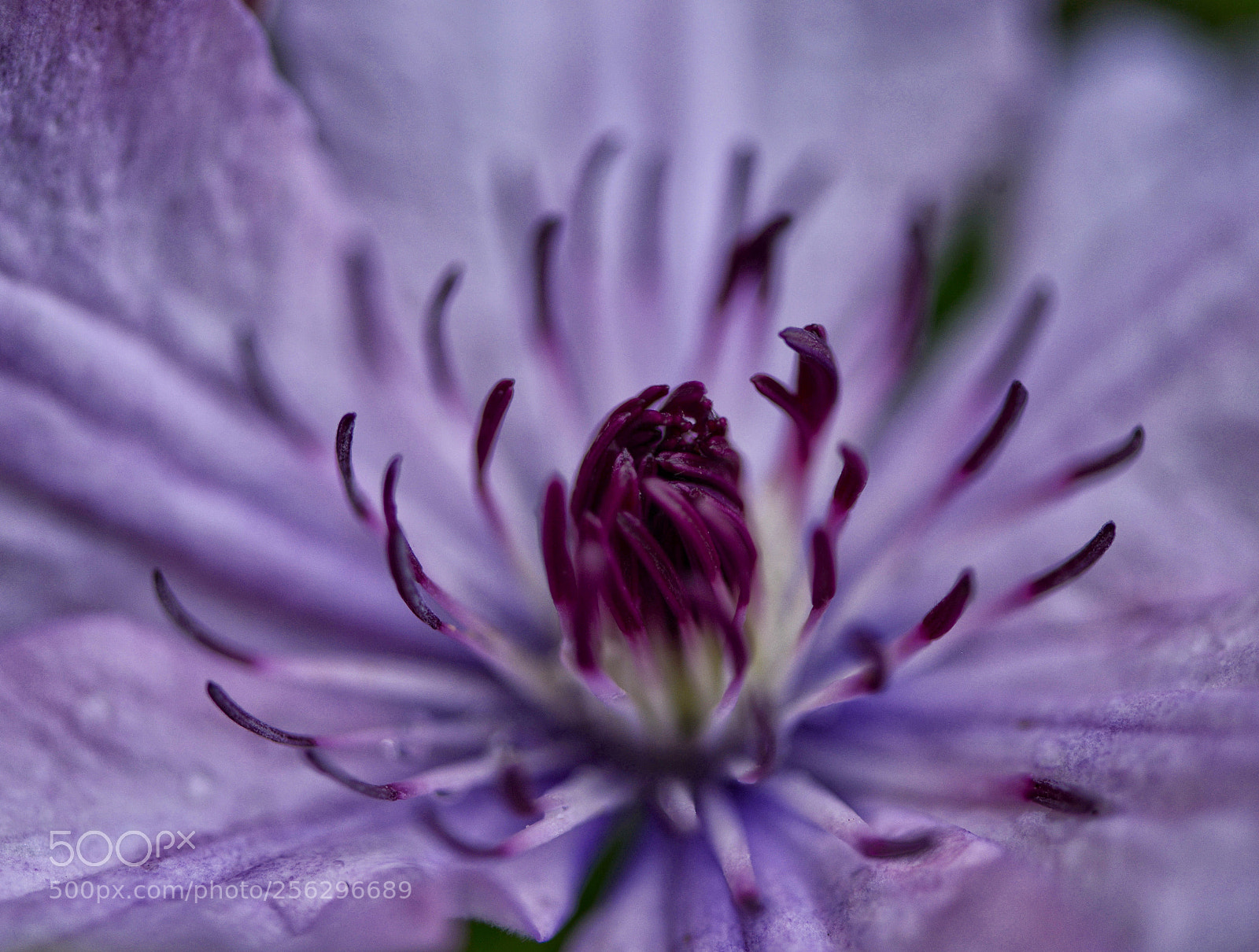 Nikon D800 sample photo. 铁线连 photography