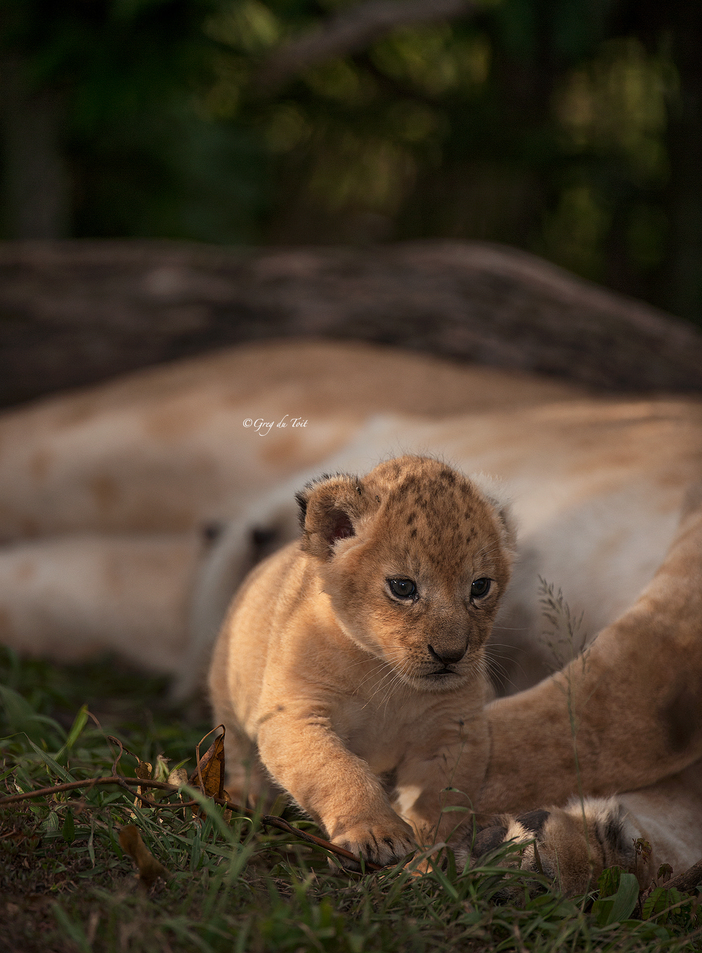 Nikon D3X sample photo. Mara lion cub photography