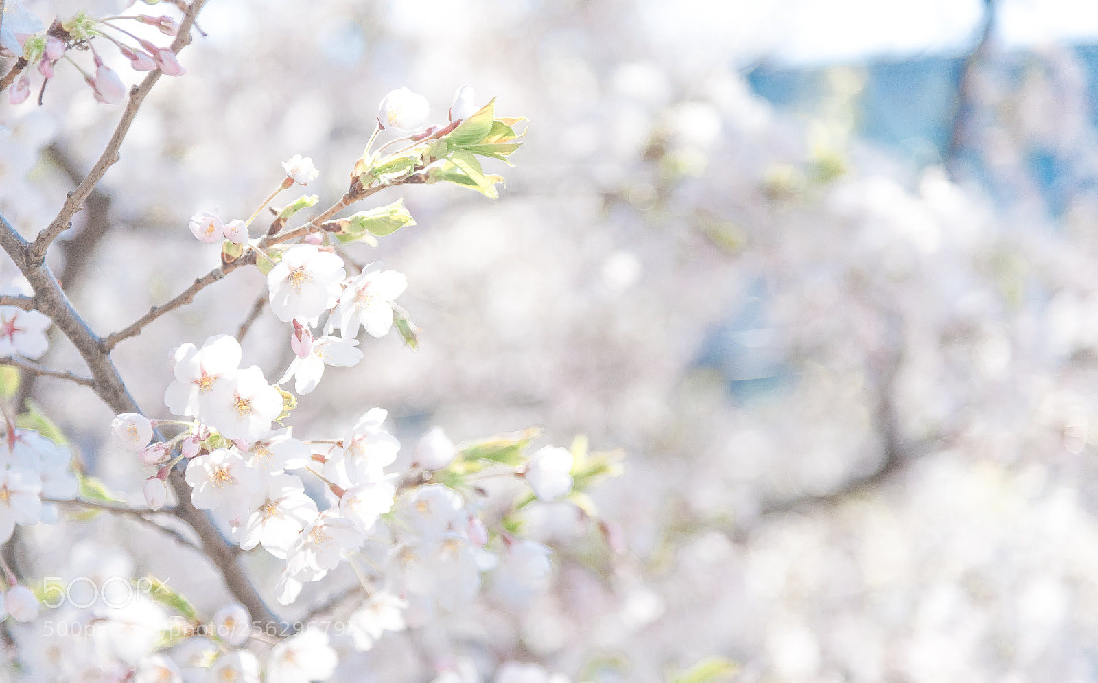Nikon D750 sample photo. Sakura in hokkaido photography