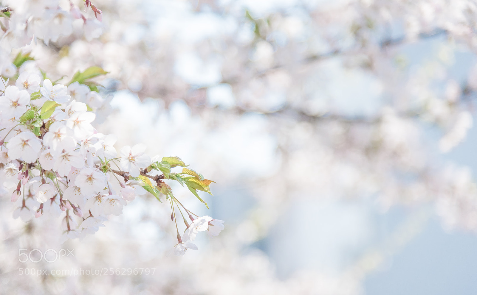 Nikon D750 sample photo. Sakura in hokkaido photography