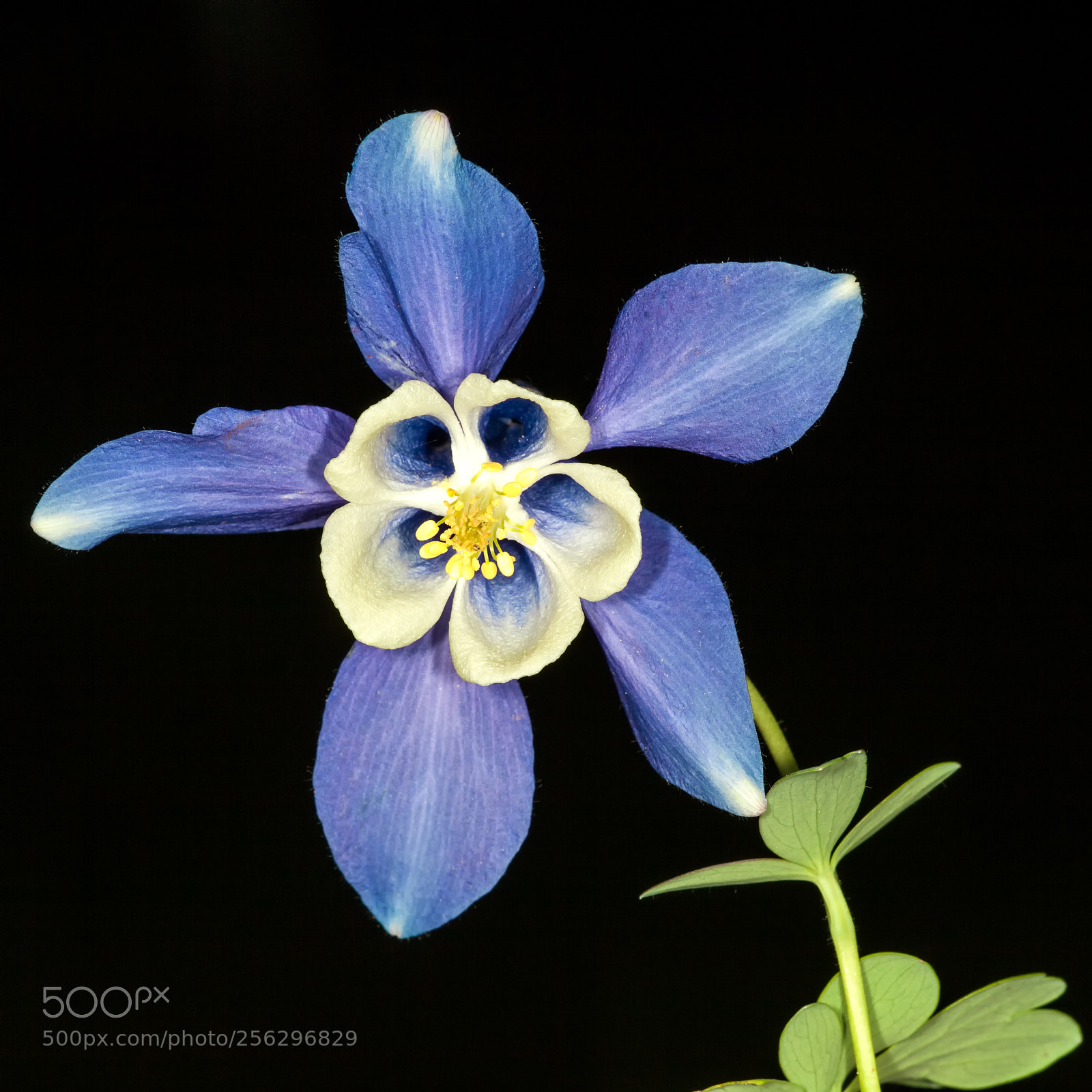Canon EOS 5D Mark II sample photo. Aquilegia photography