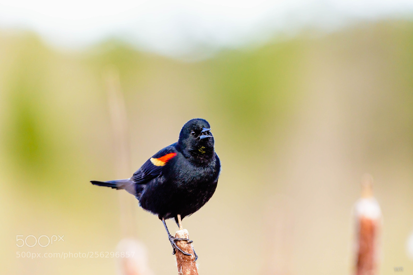 Nikon D7200 sample photo. Male red-winged blackbird photography