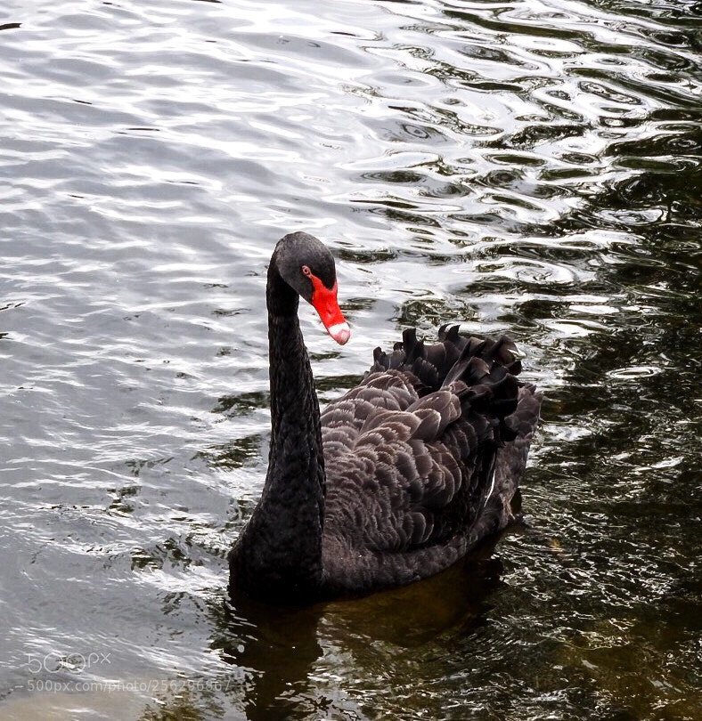 Nikon Coolpix P610 sample photo. Black swan photography