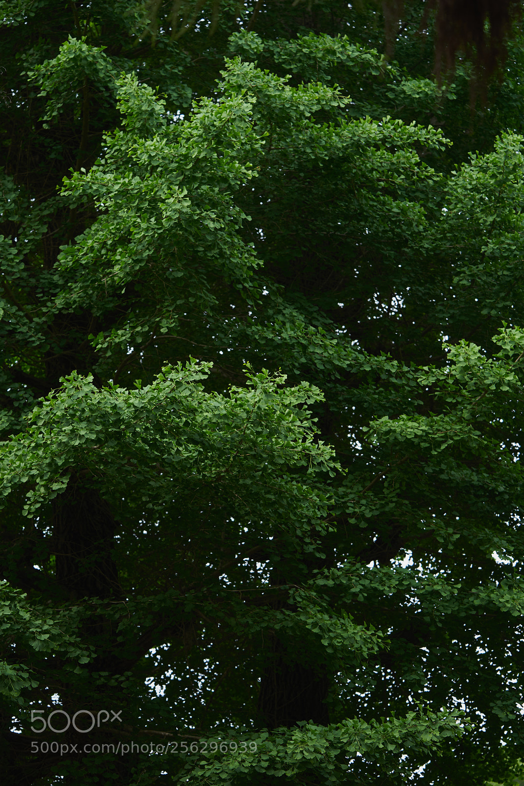 Sony a7 sample photo. Trees 130 photography