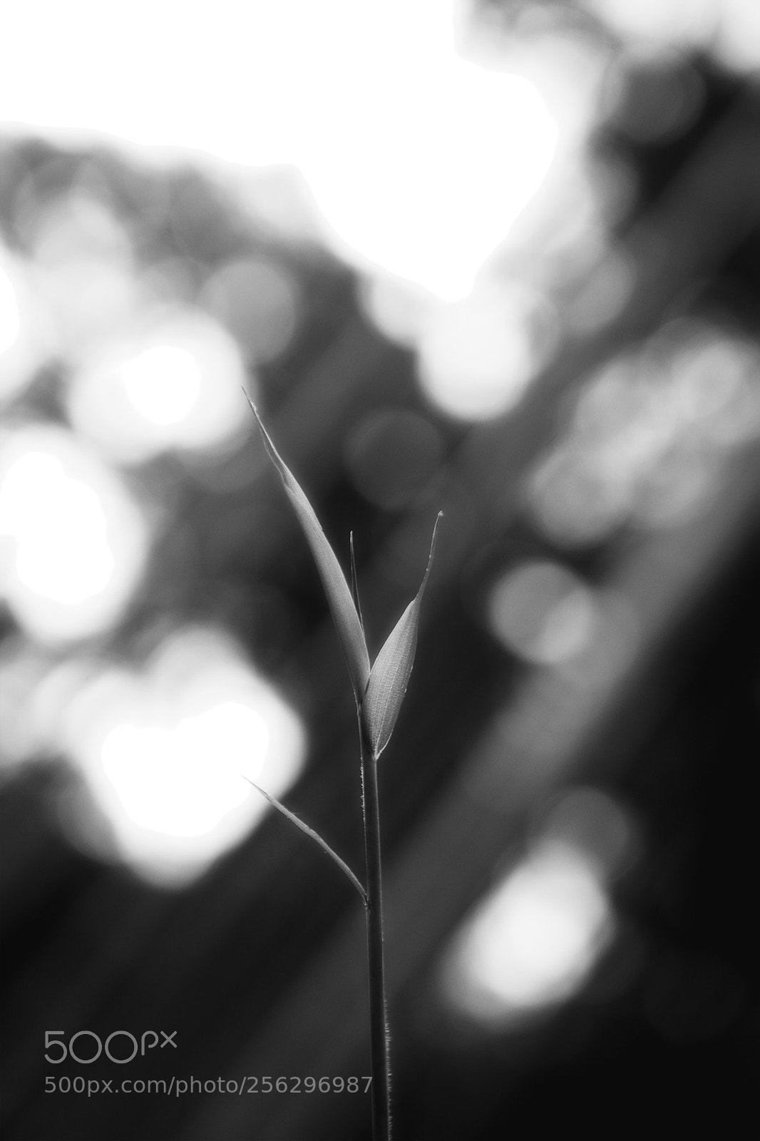 Canon EOS 5D Mark II sample photo. Untitled photography