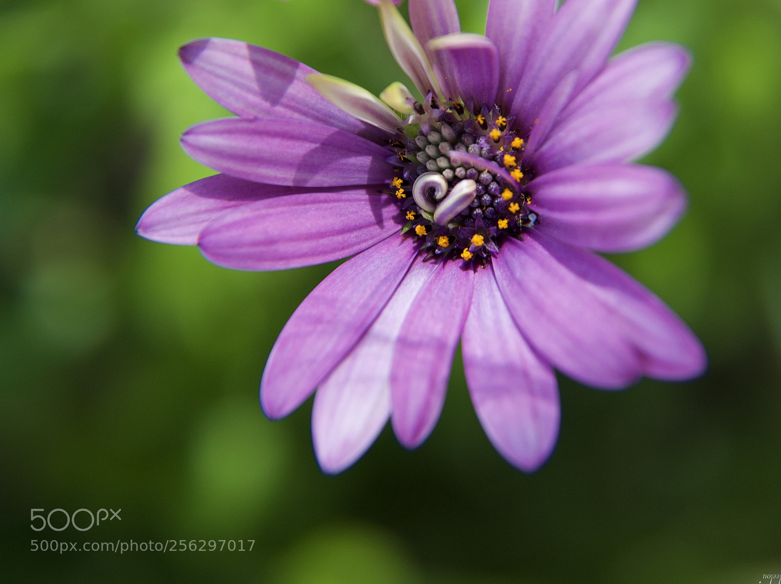 Nikon D3100 sample photo. Hope photography