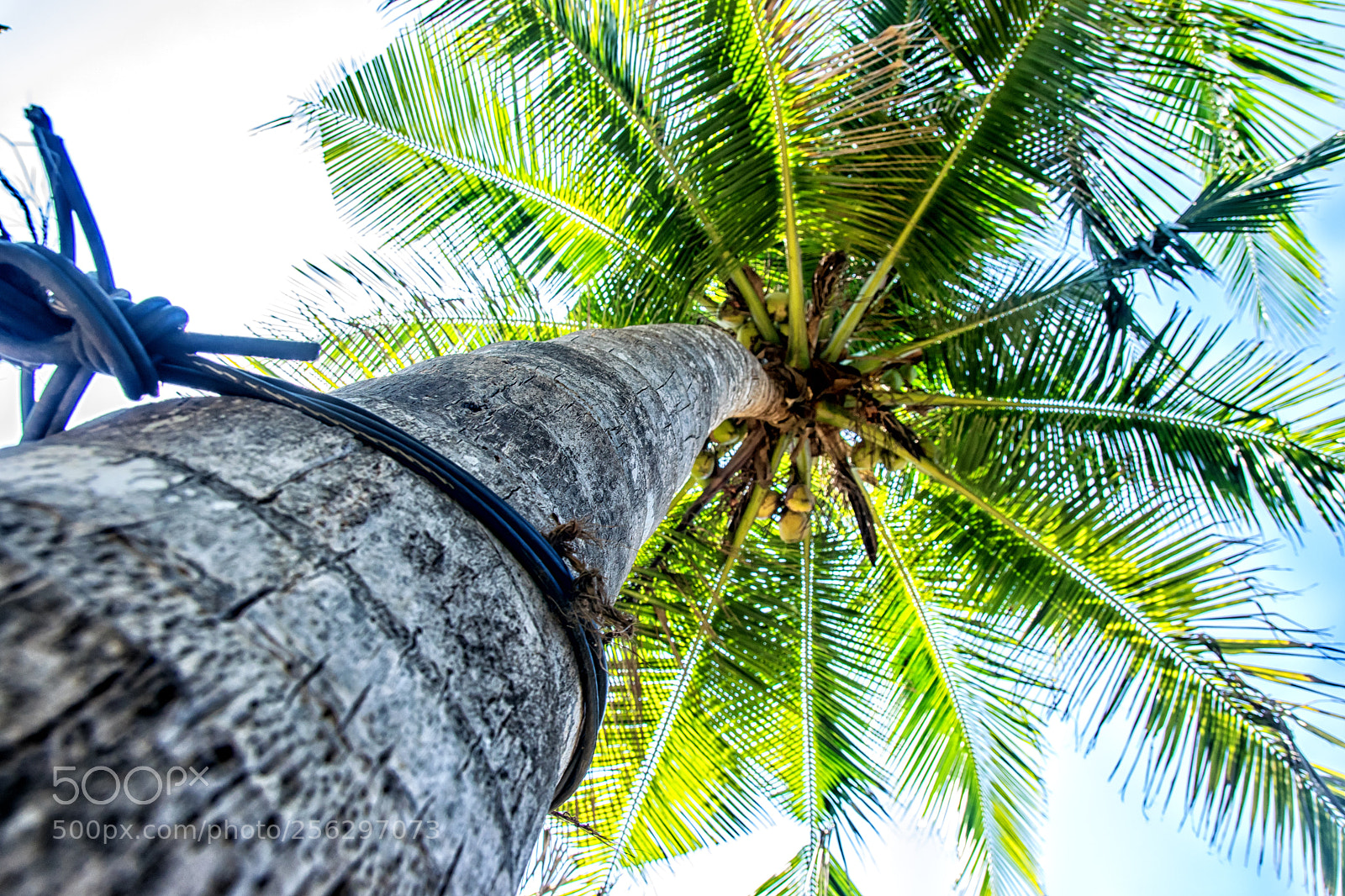 Nikon D5300 sample photo. Palm tree photography