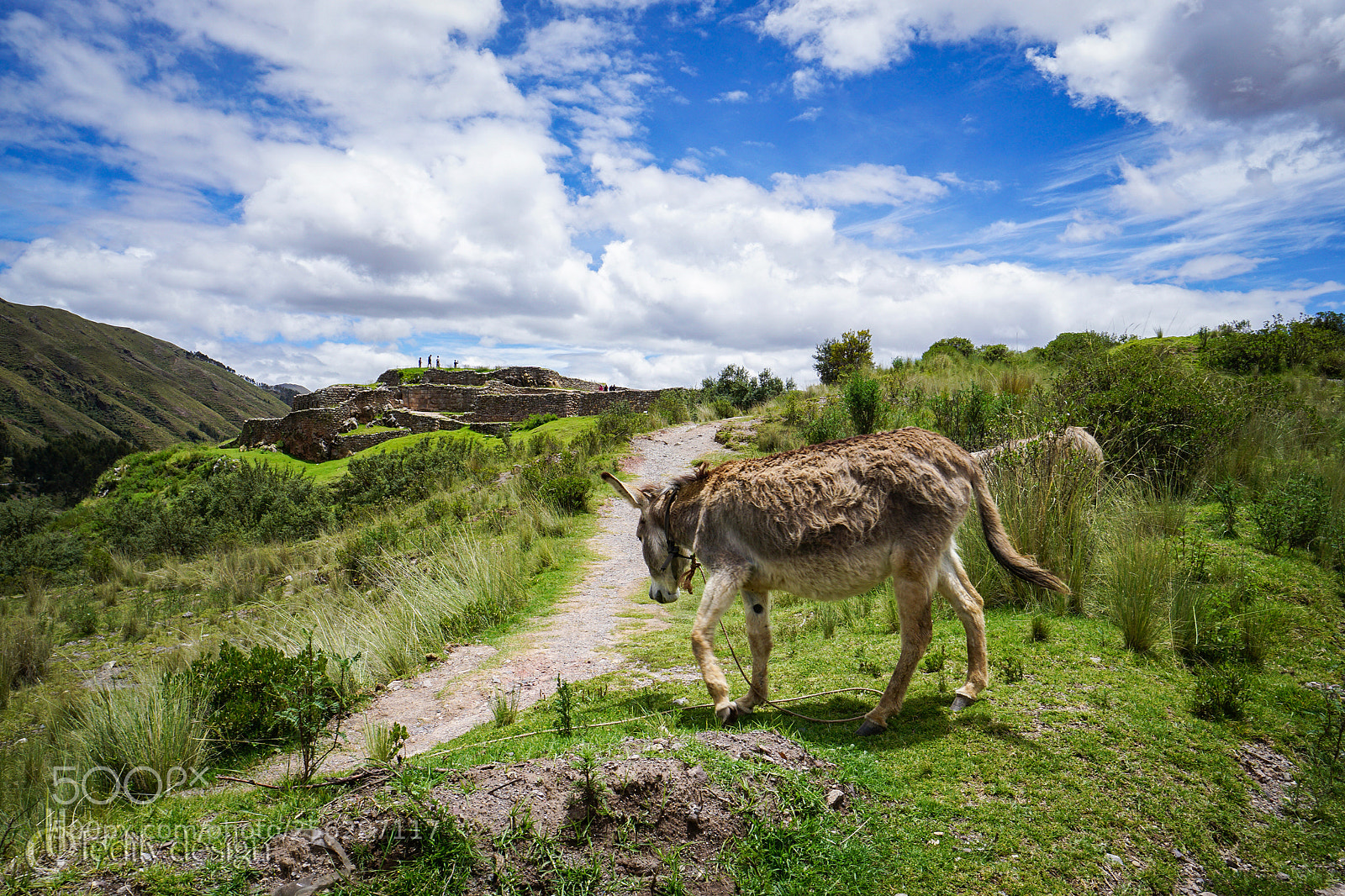 Sony a6000 sample photo. A shy donkey photography