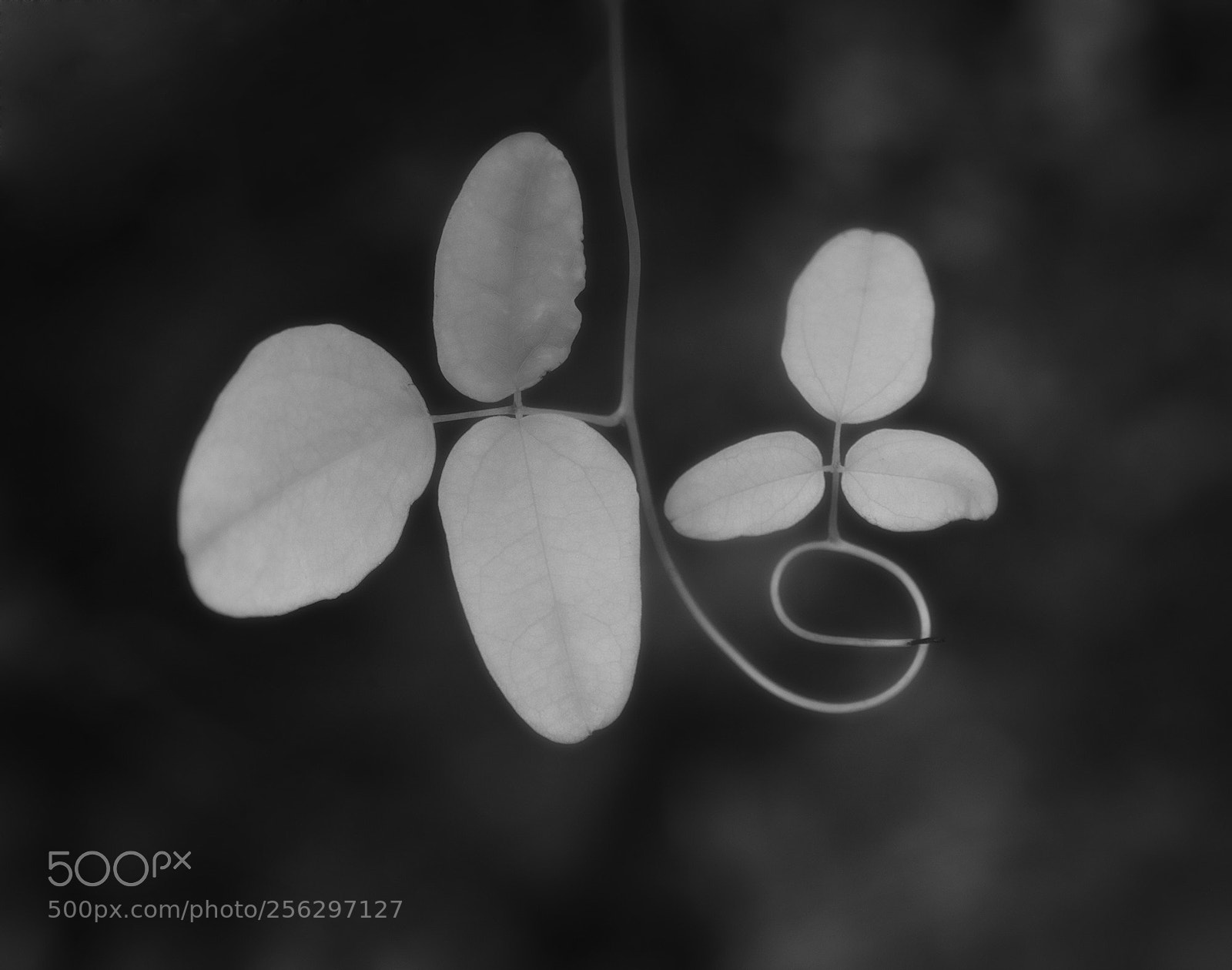 Canon EOS 5D Mark II sample photo. Untitled photography