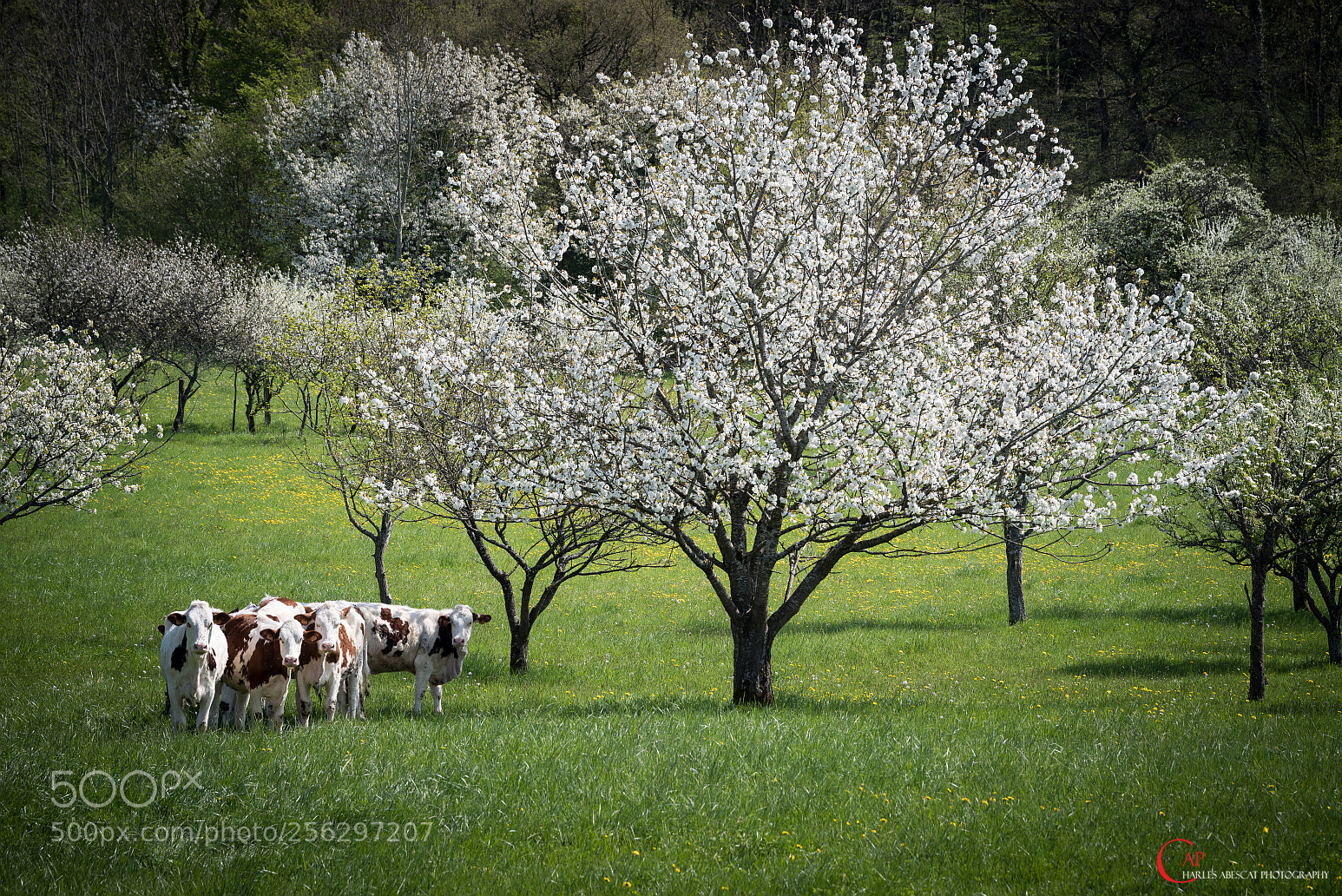 Pentax K-1 sample photo. Paysage bucolique photography