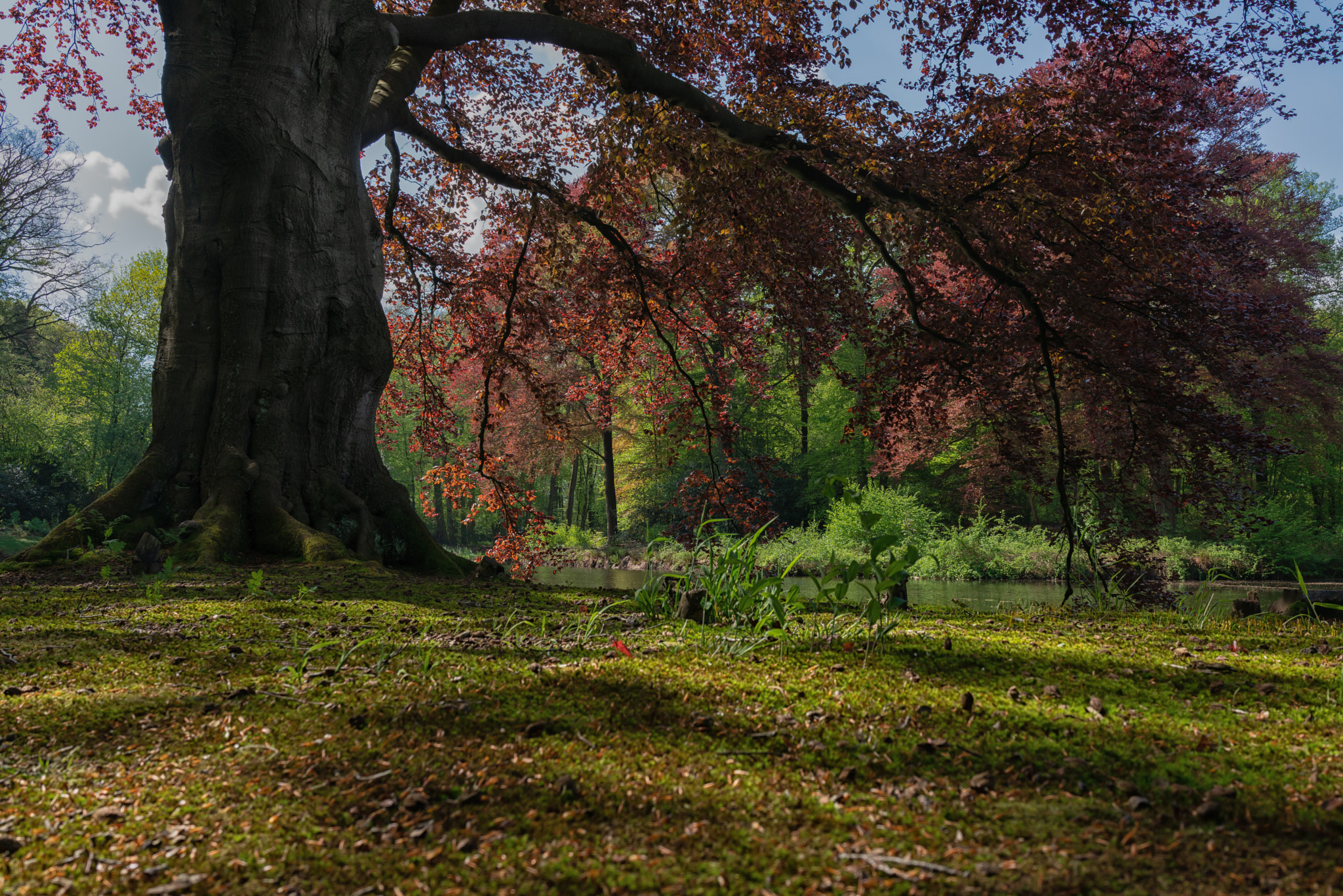 Sony Cyber-shot DSC-RX1R II sample photo. Dutch landscape photography