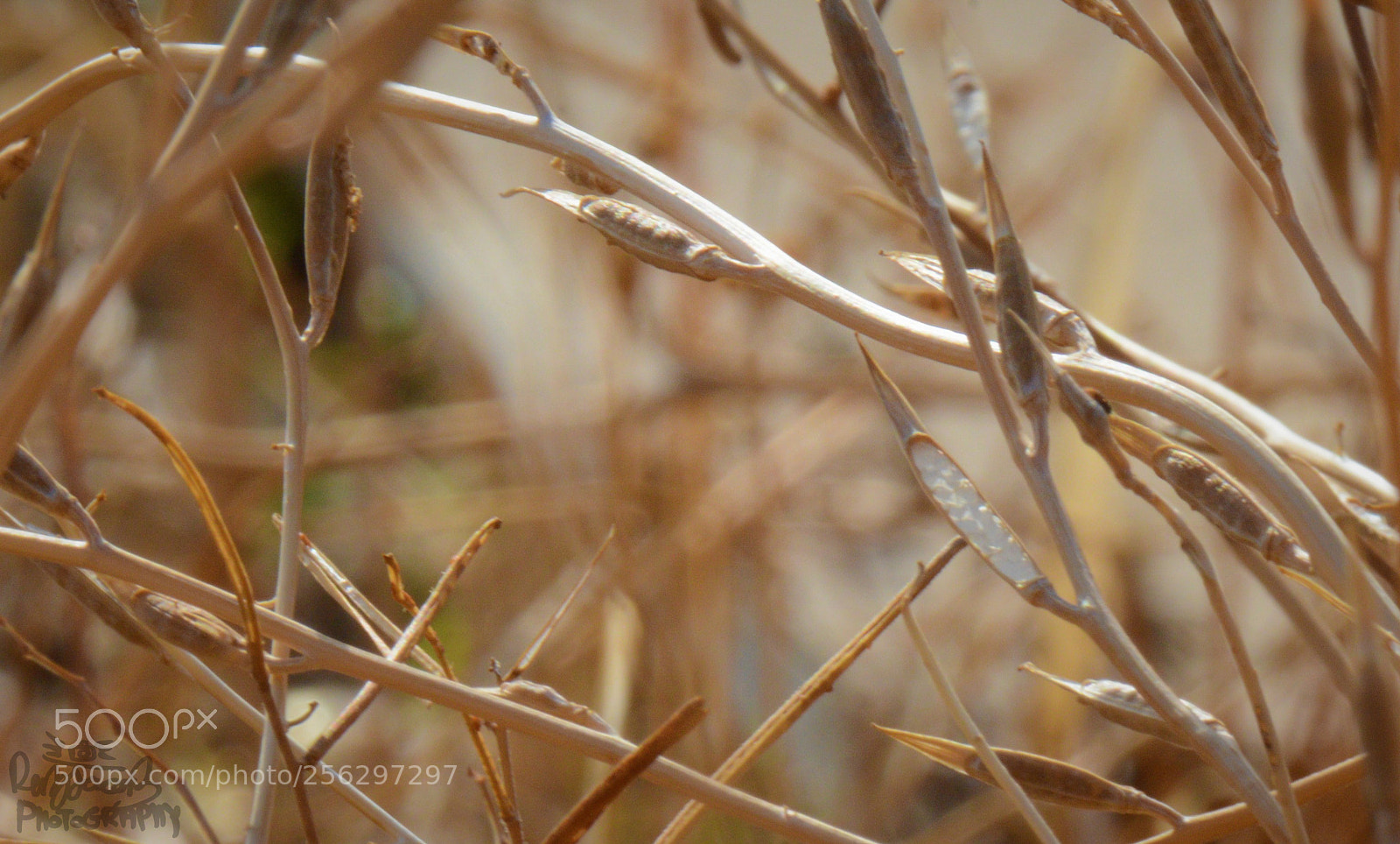Nikon D7100 sample photo. Silence photography