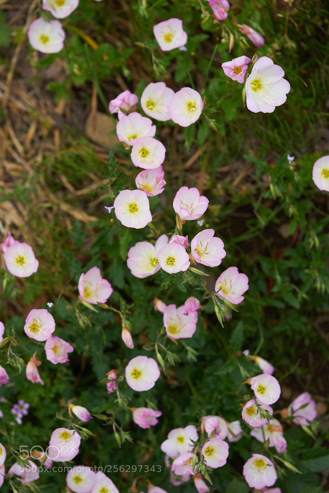 Sony a7 sample photo. Flowers 6516 photography