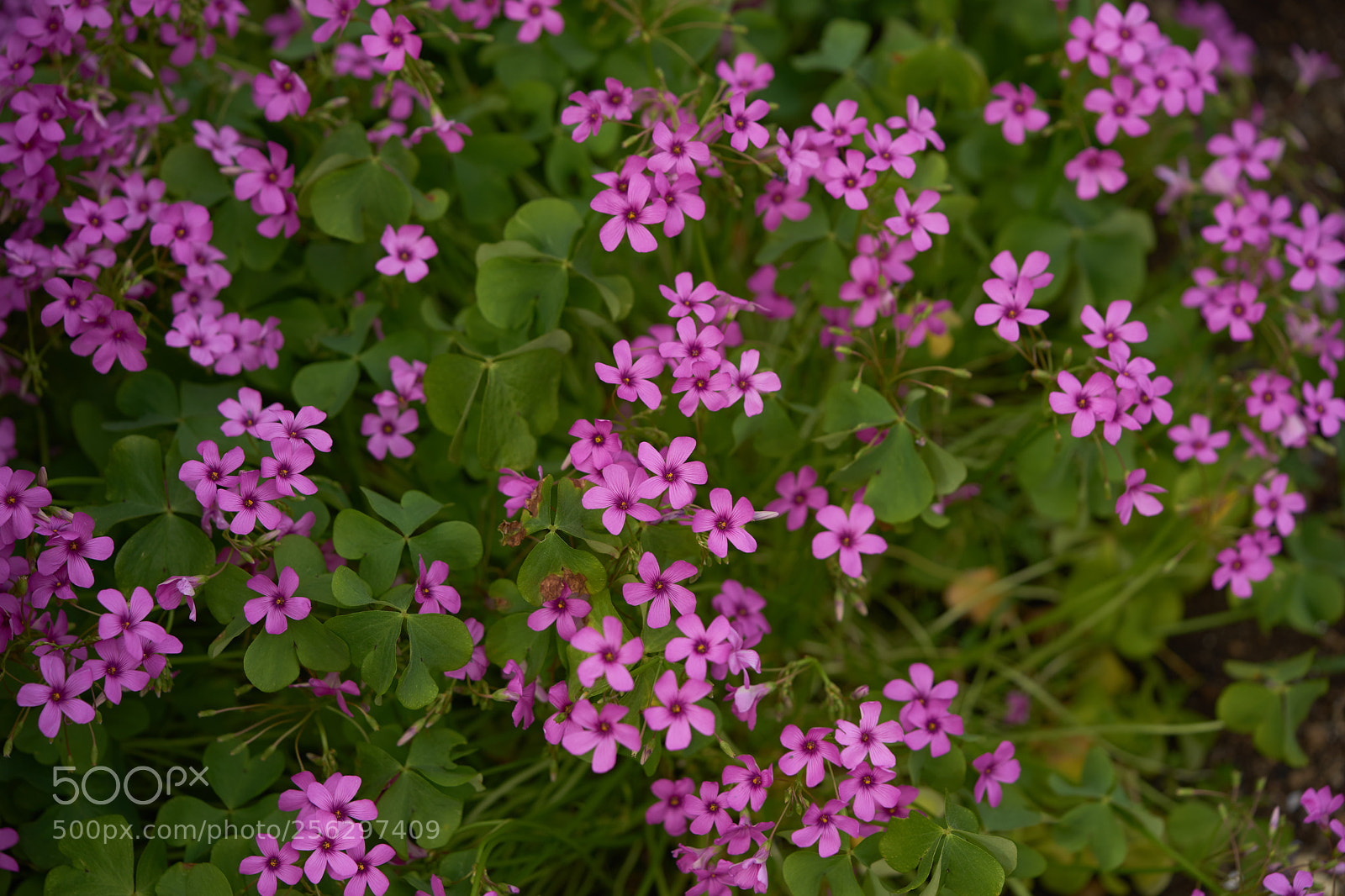 Sony a7 sample photo. Flowers 6517 photography