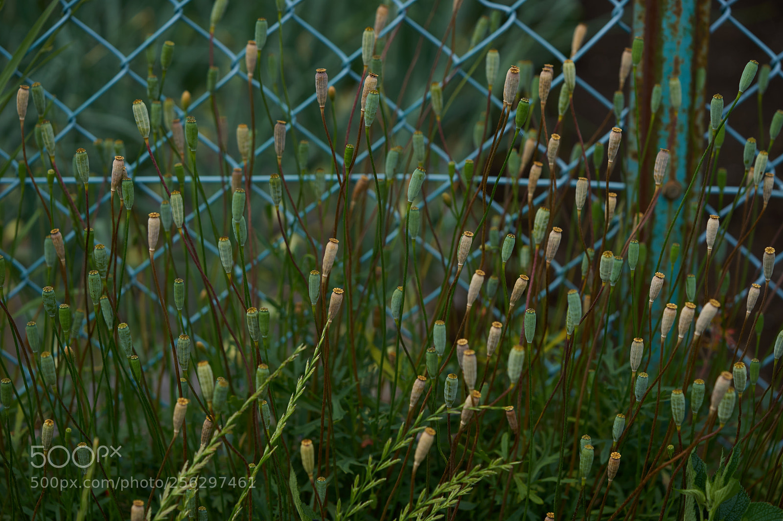 Sony a7 sample photo. Flowers 6518 photography