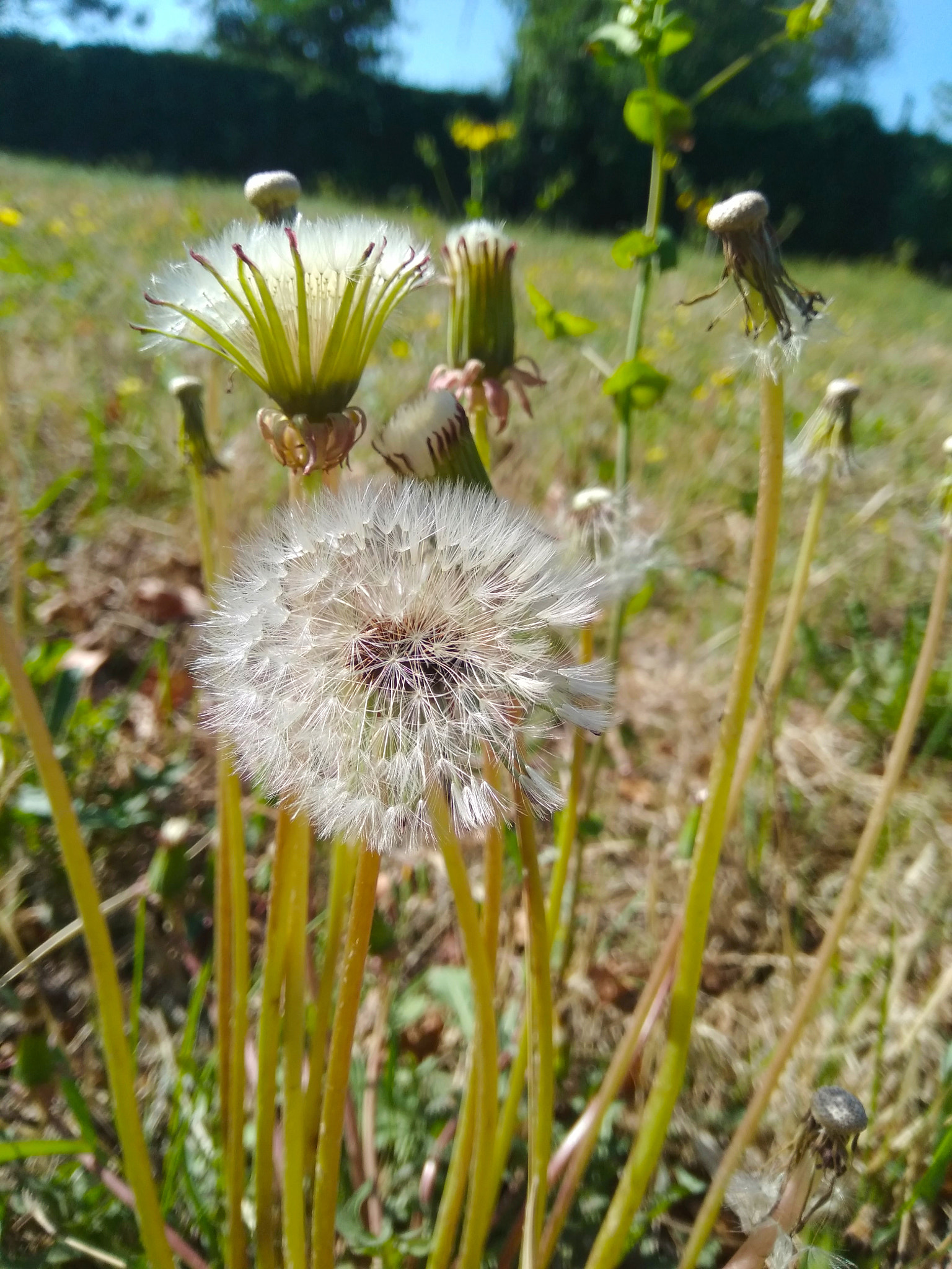 Xiaomi Redmi Note 4X sample photo