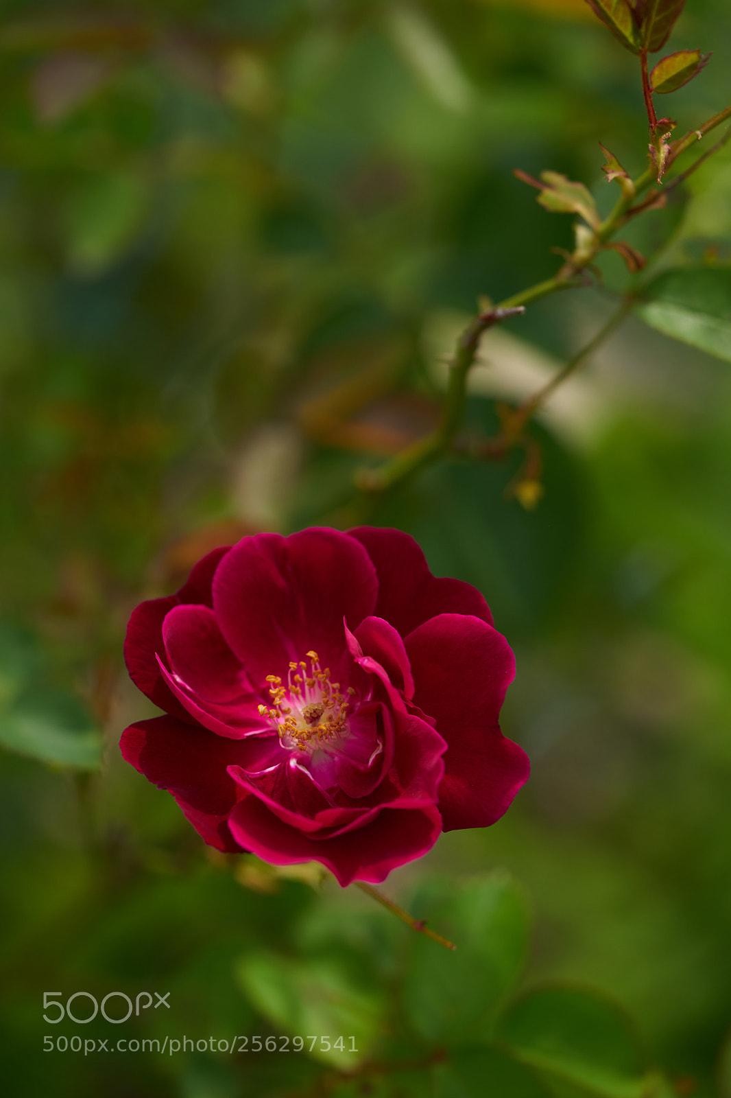Sony a7 sample photo. Flowers 6519 photography