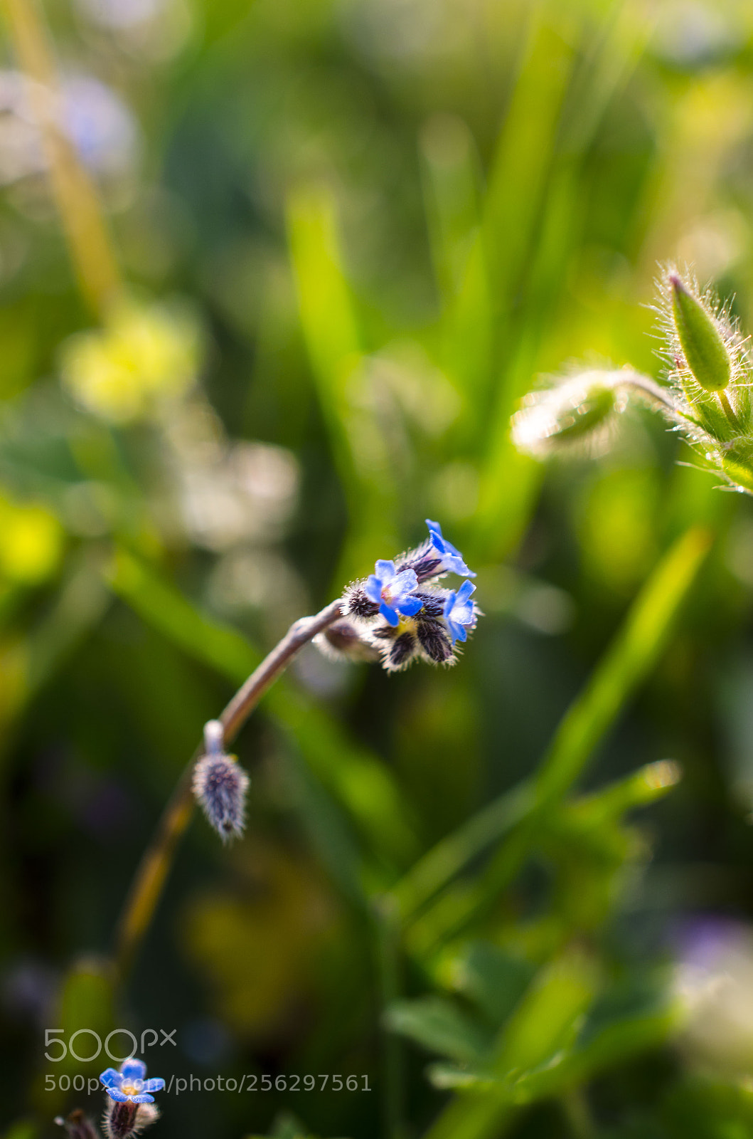Nikon D5100 sample photo. Untitled photography