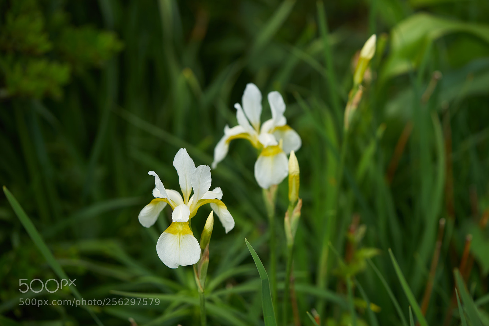 Sony a7 sample photo. Flowers 6520 photography