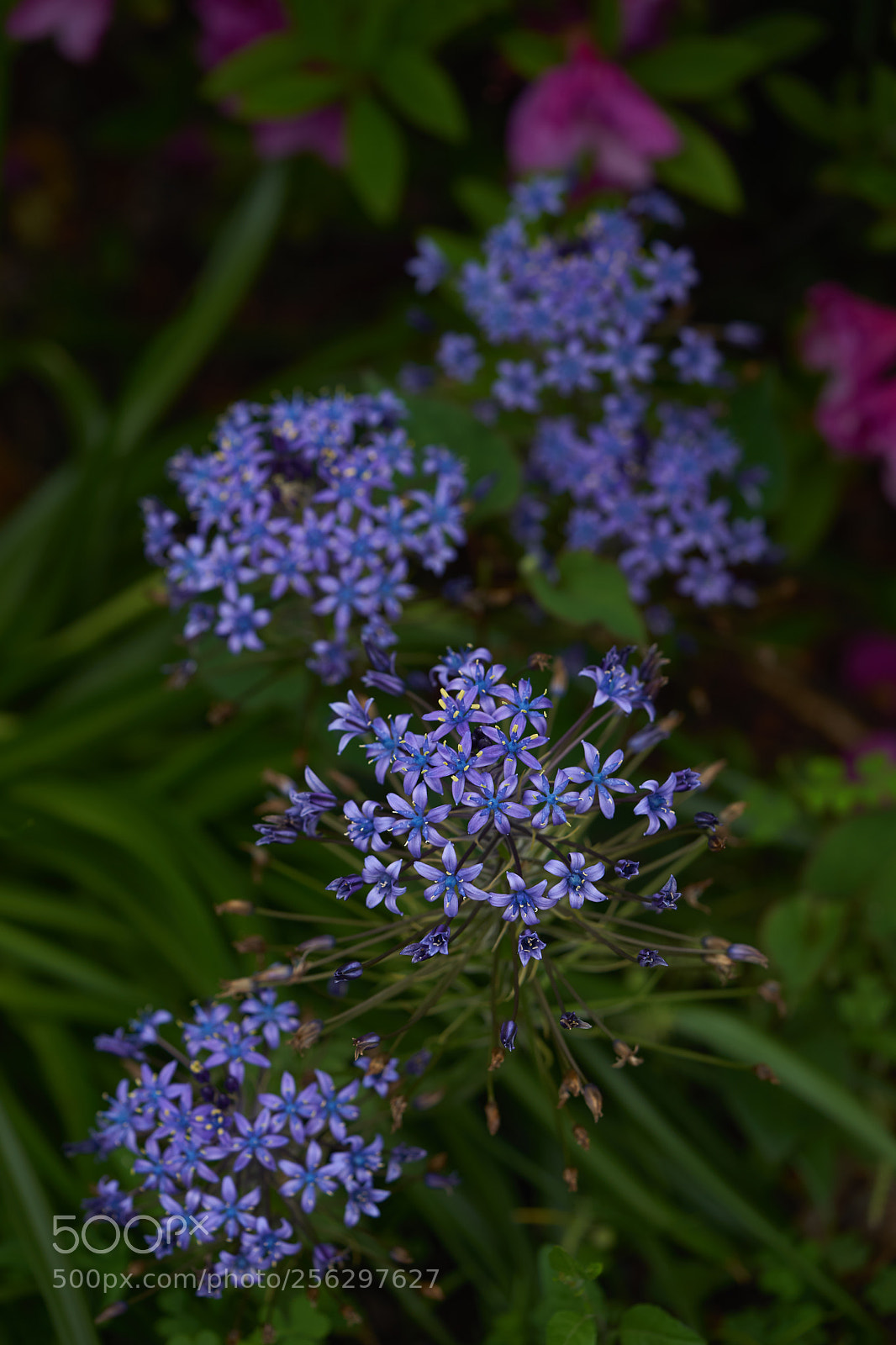 Sony a7 sample photo. Flowers 6521 photography