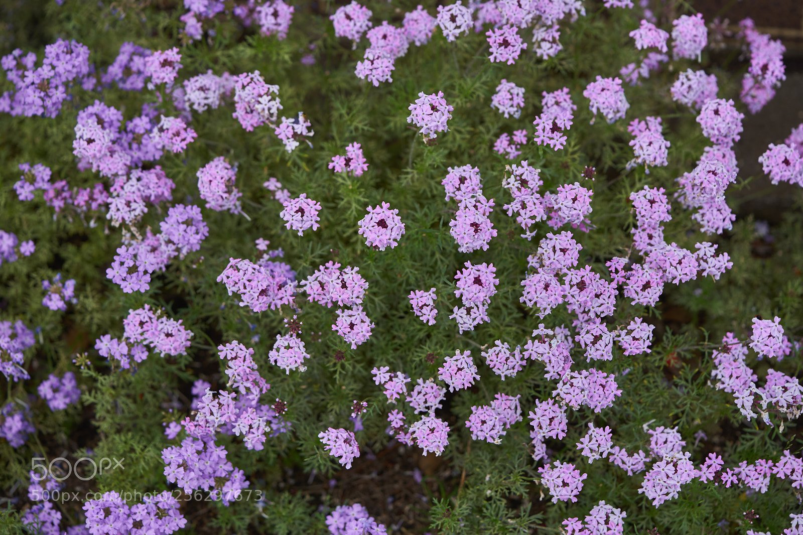 Sony a7 sample photo. Flowers 6522 photography