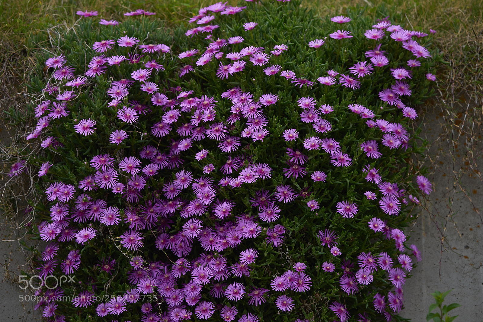 Sony a7 sample photo. Flowers 6523 photography