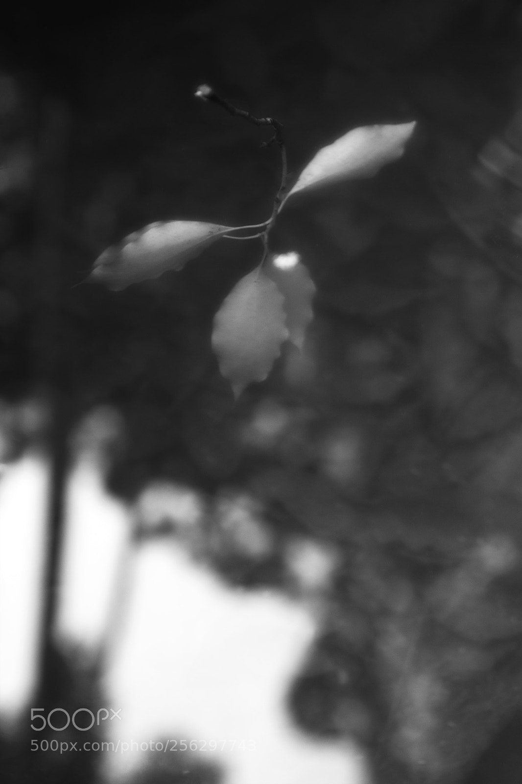 Canon EOS 5D Mark II sample photo. Untitled photography