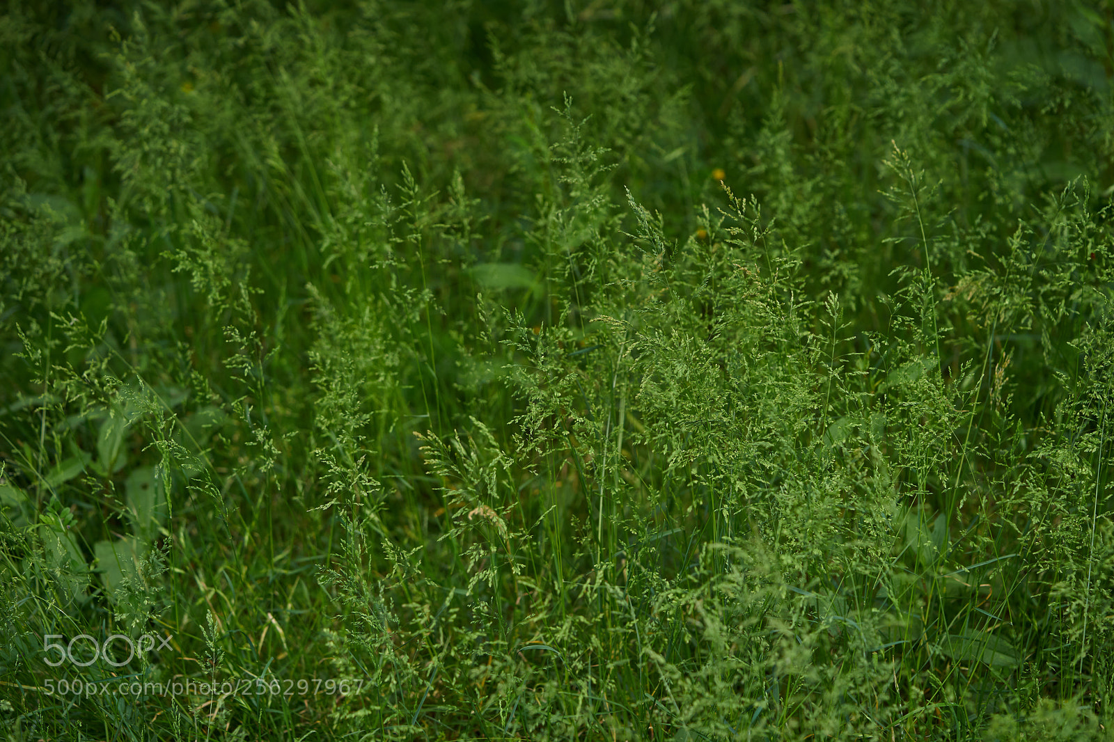 Sony a7 sample photo. Flowers 6524 photography