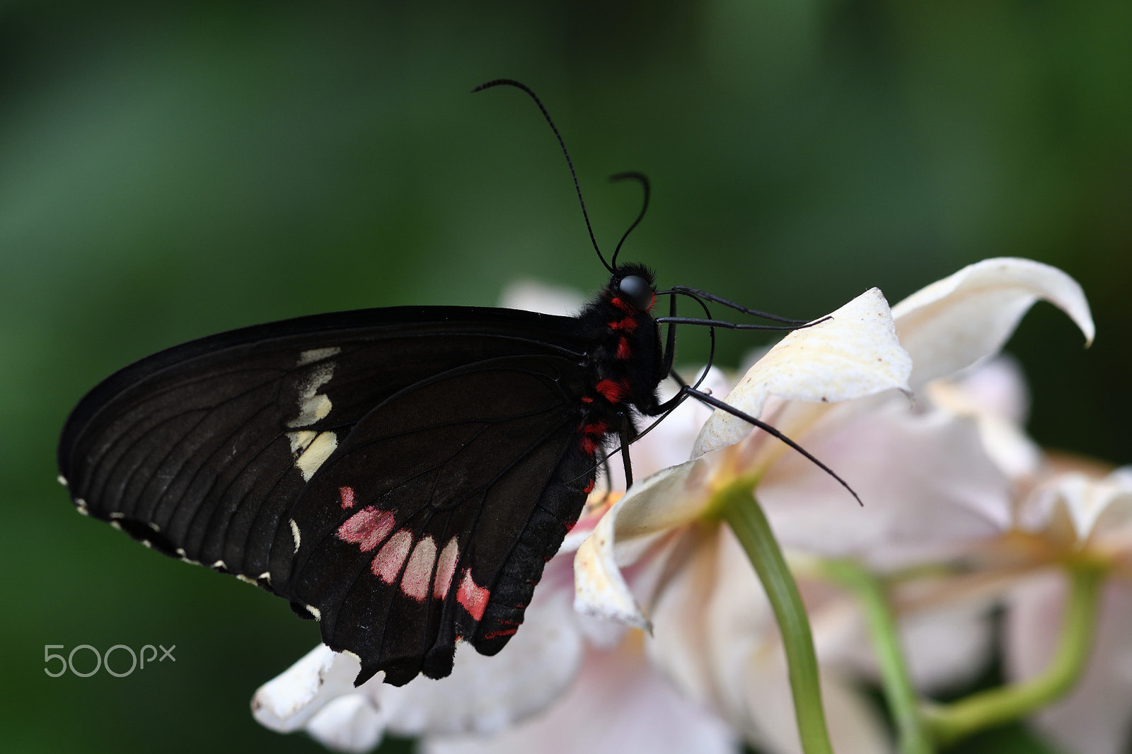 Nikon AF-S Micro-Nikkor 105mm F2.8G IF-ED VR sample photo. Papilio polytes - common mormon photography