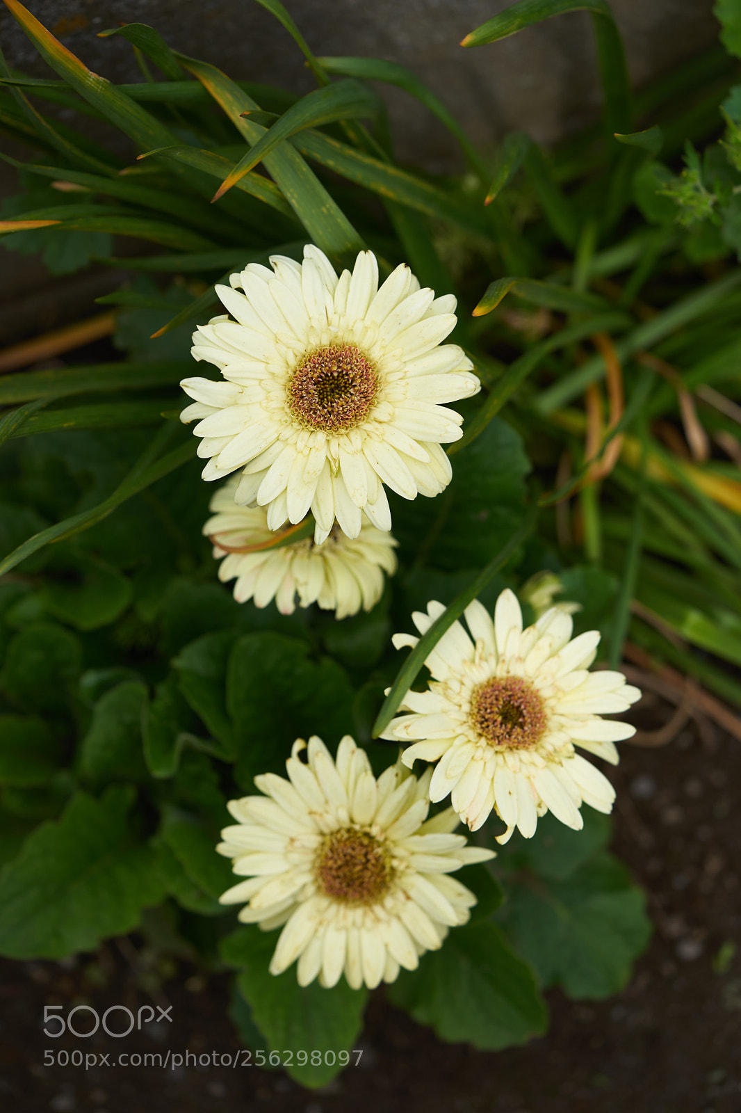 Sony a7 sample photo. Flowers 6525 photography