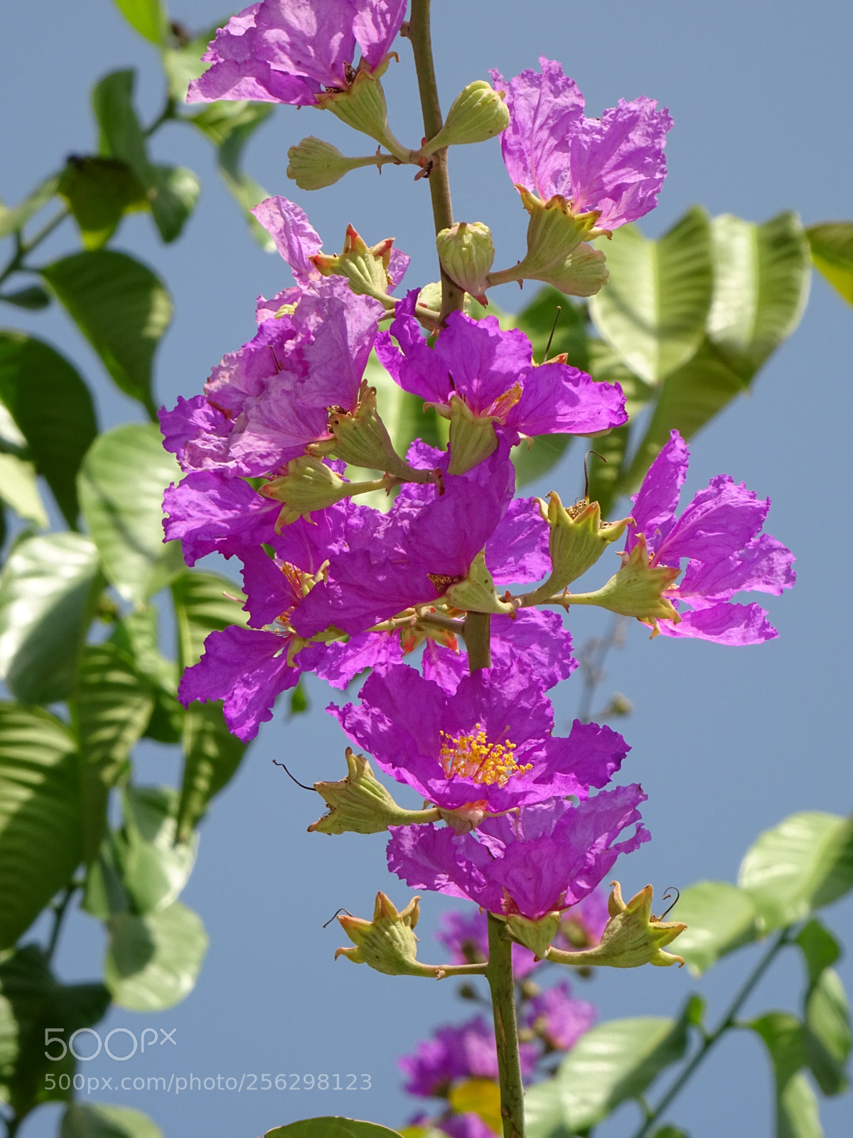 Sony DSC-HX60V sample photo. Flowers - 1 photography