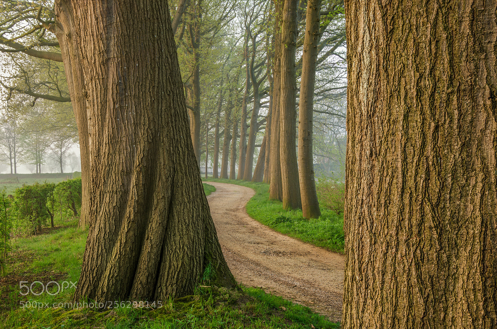 Nikon D7000 sample photo. Path between the trees. photography