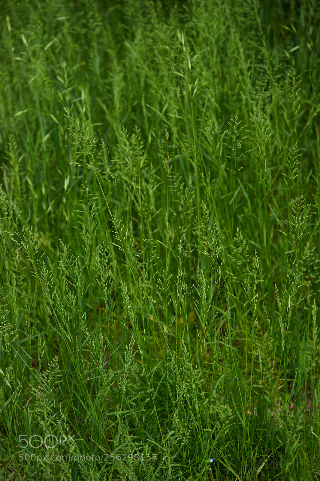 Sony a7 sample photo. Flowers 6526 photography