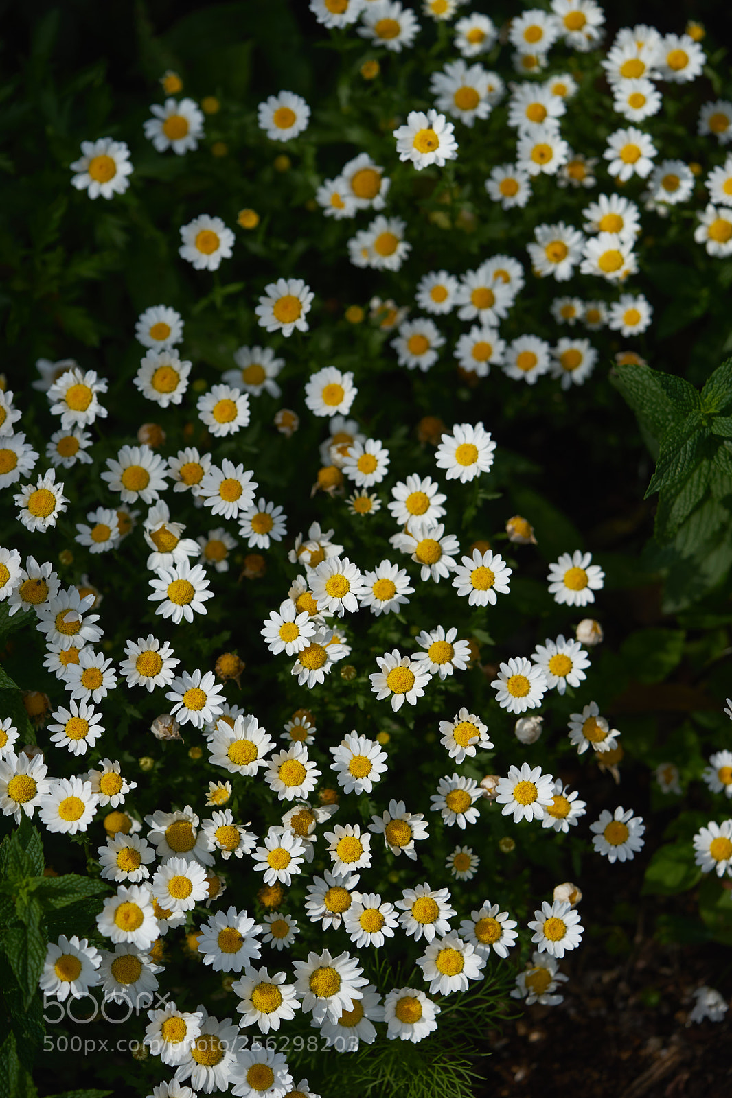 Sony a7 sample photo. Flowers 6527 photography