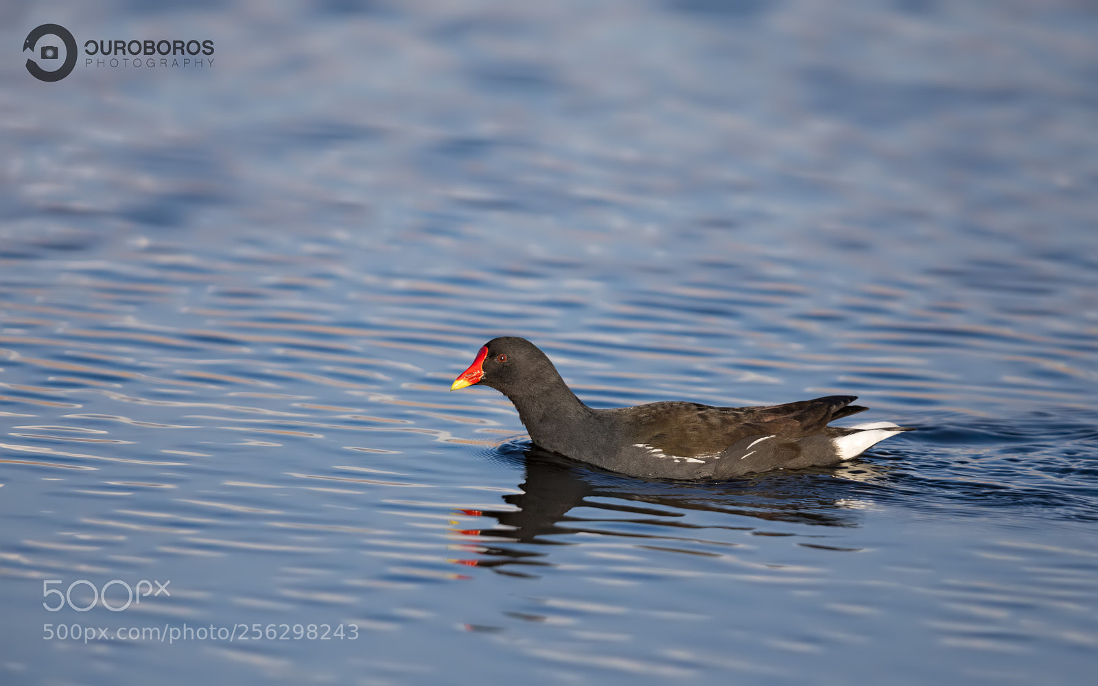 Canon EOS 5D Mark IV sample photo. Moorhen (gallinula chloropus) photography