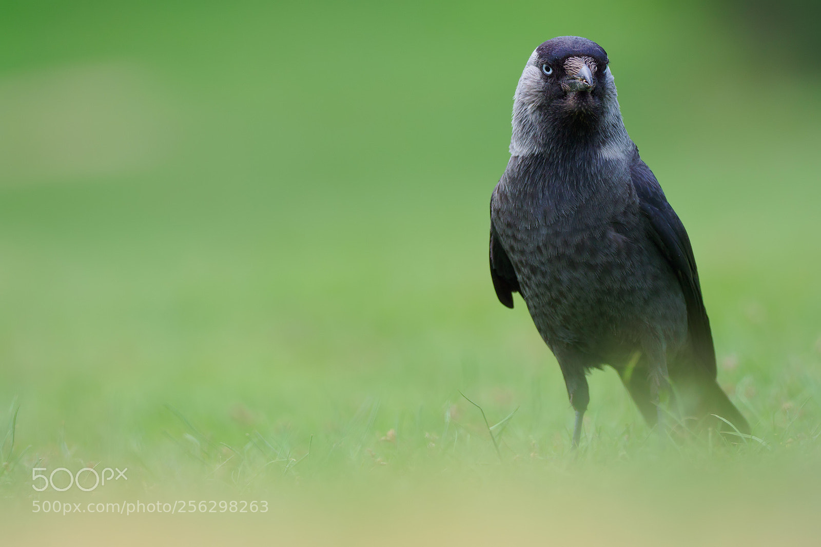 Olympus OM-D E-M1 Mark II sample photo. Watching you :) photography