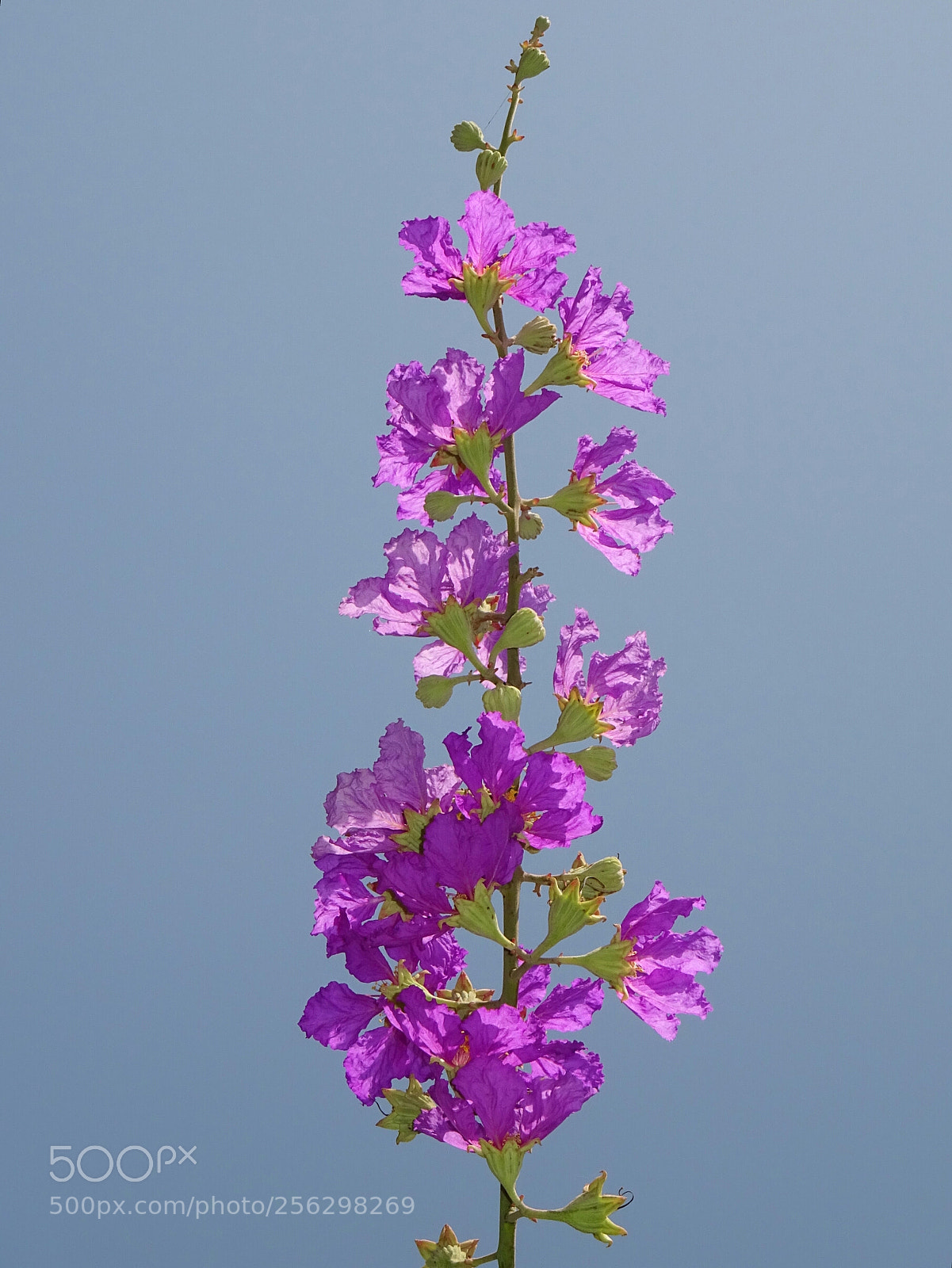 Sony DSC-HX60V sample photo. Flowers - 2 photography