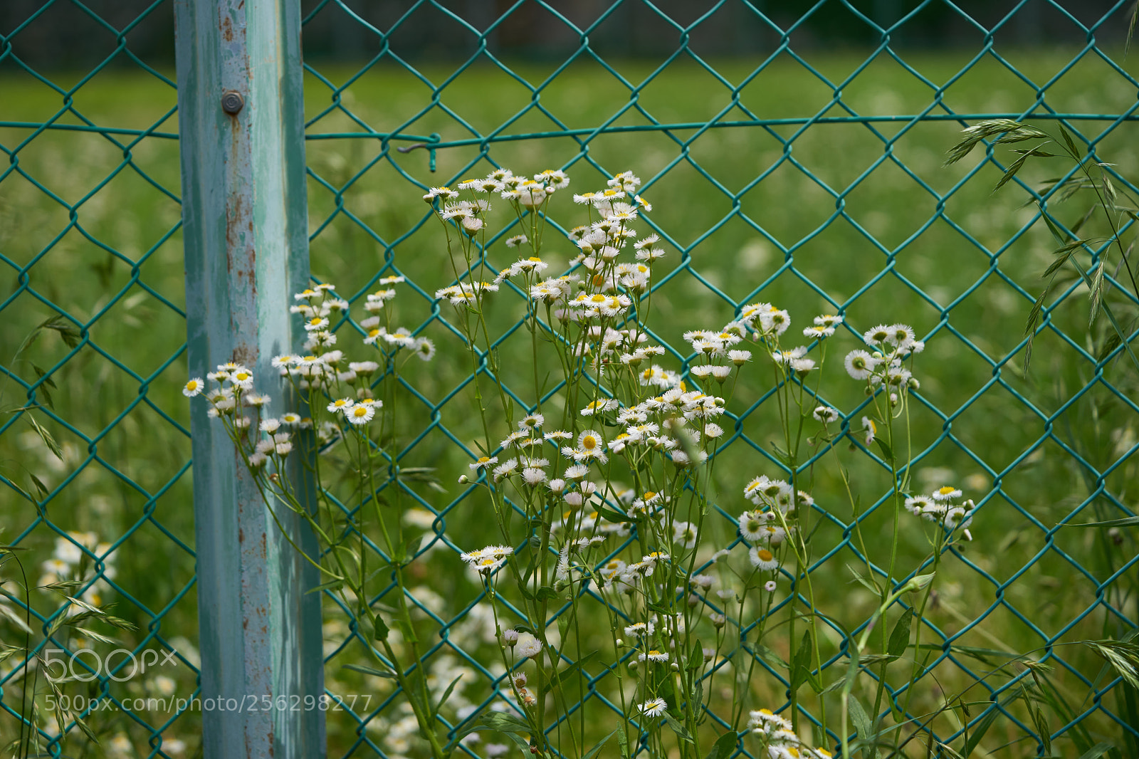 Sony a7 sample photo. Flowers 6528 photography