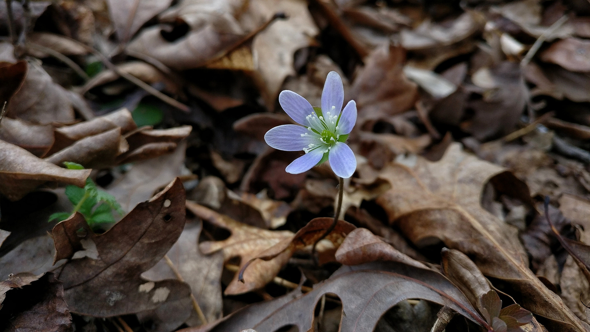 OnePlus A3000 sample photo. Hepatica photography