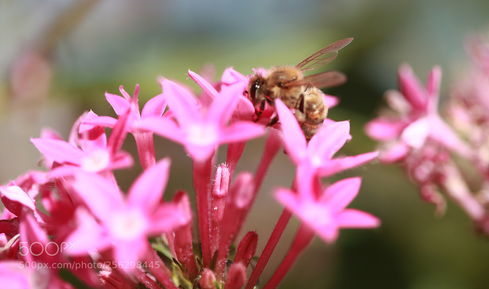 Canon EOS 5D Mark II sample photo. Hard-working photography