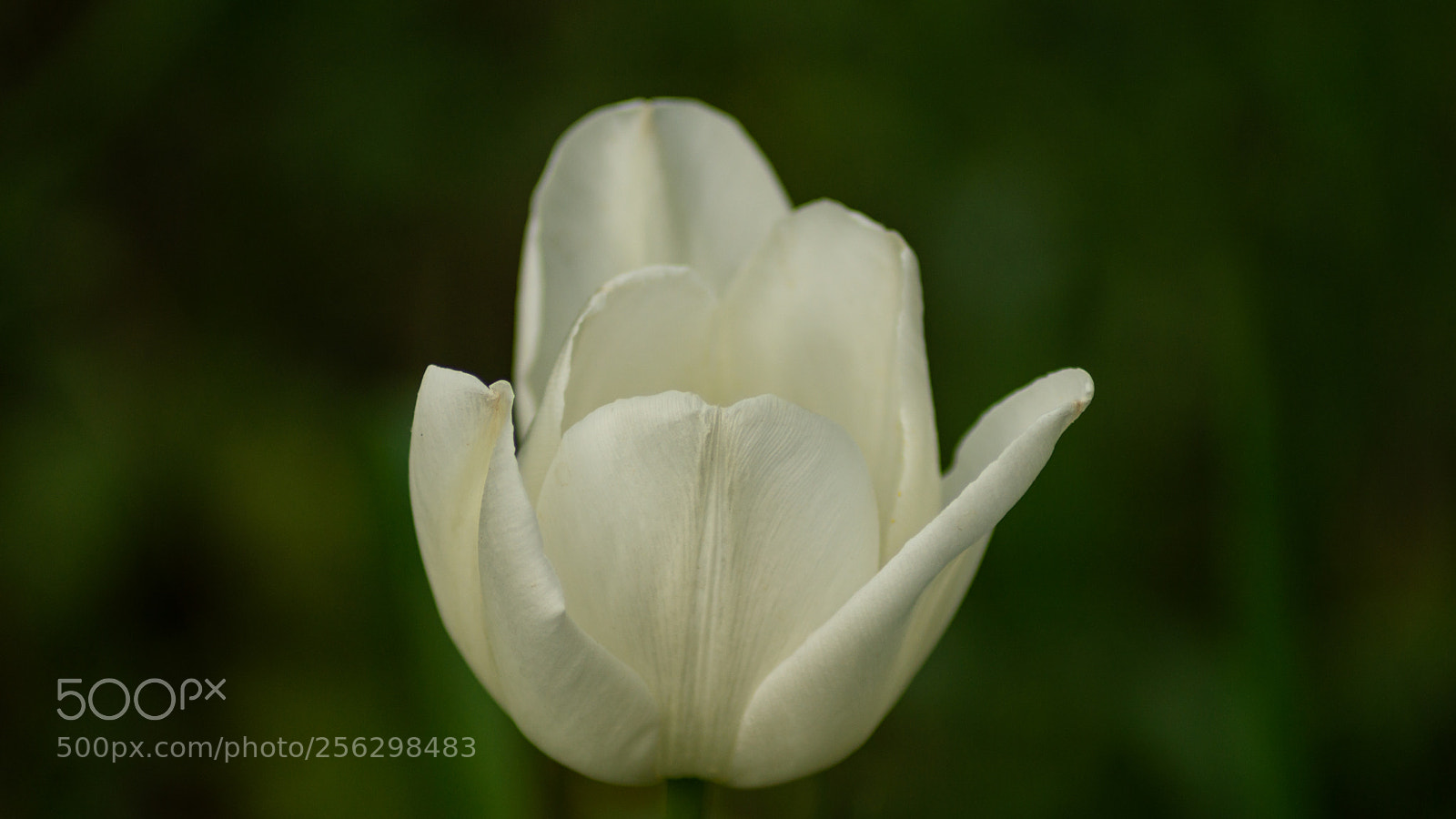 Sony SLT-A65 (SLT-A65V) sample photo. White only tulip photography